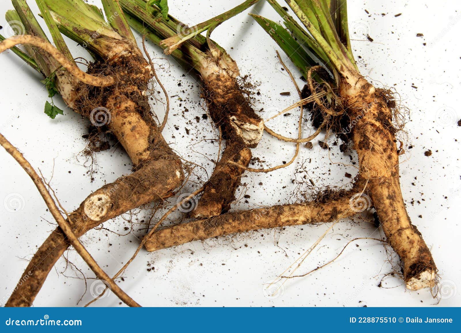 Fresh Harvested Horseradish Root Isolated on White Background Stock