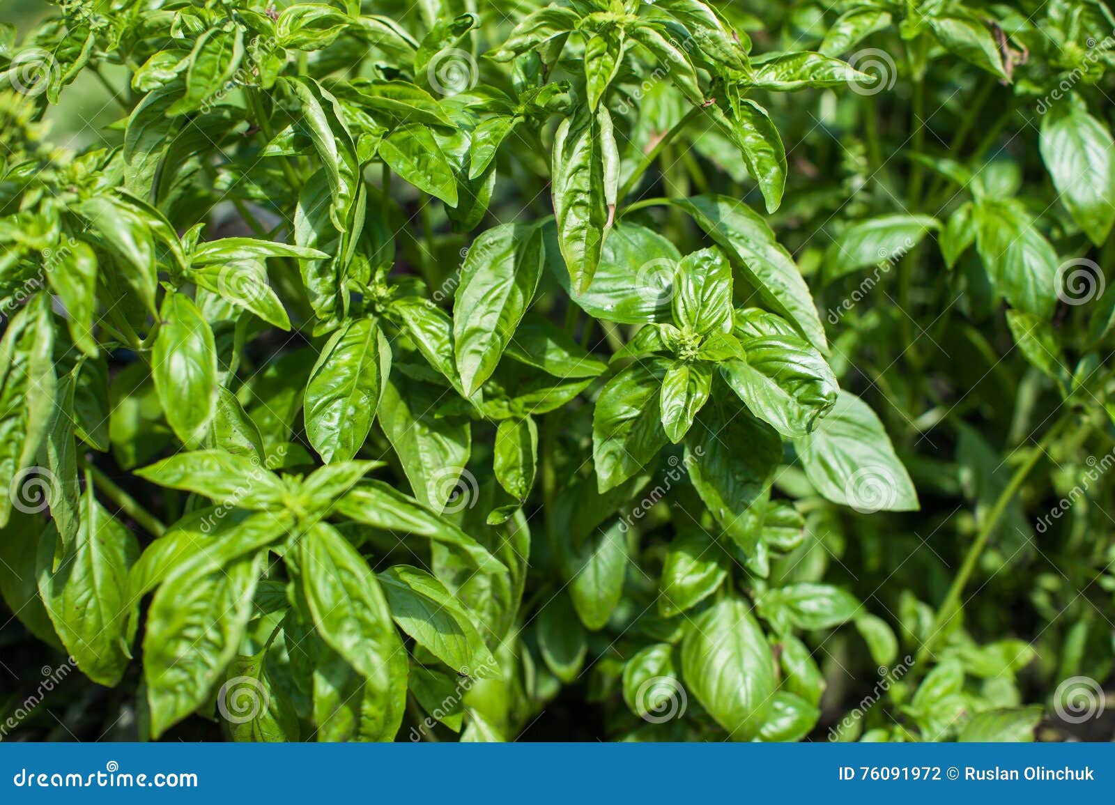 Fresh harvesting basil stock photo. Image of crop, aroma 76091972