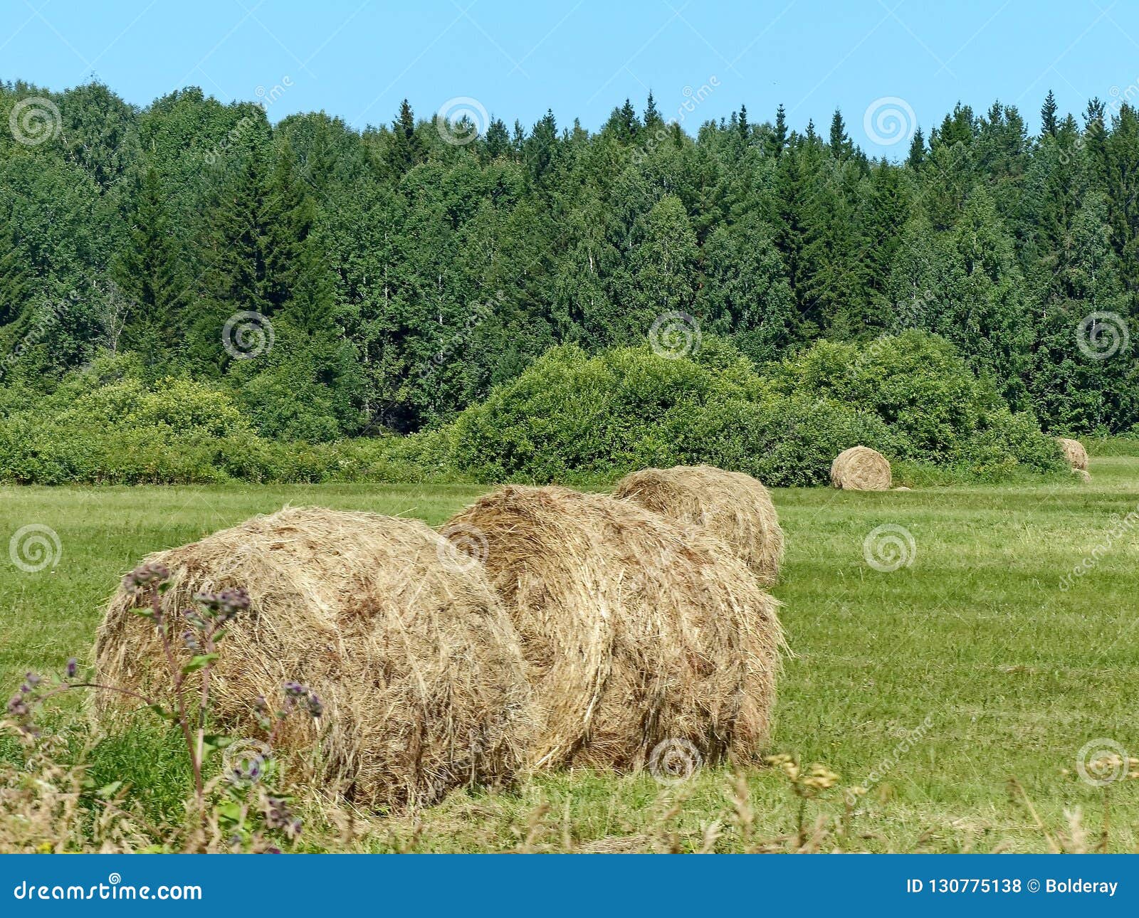 Fresh Hay. Good-quality Hay is Green and Not Too Coarse, and Includes ...