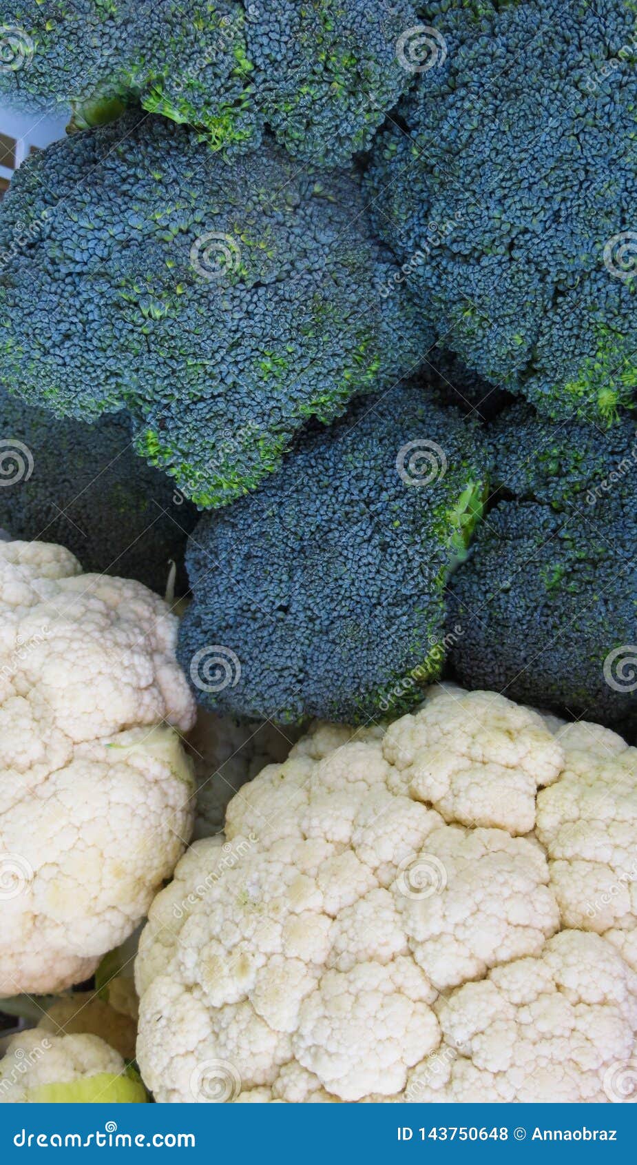 Fresh Heads of Broccoli and Cauliflower Grown on the Farm Stock Photo