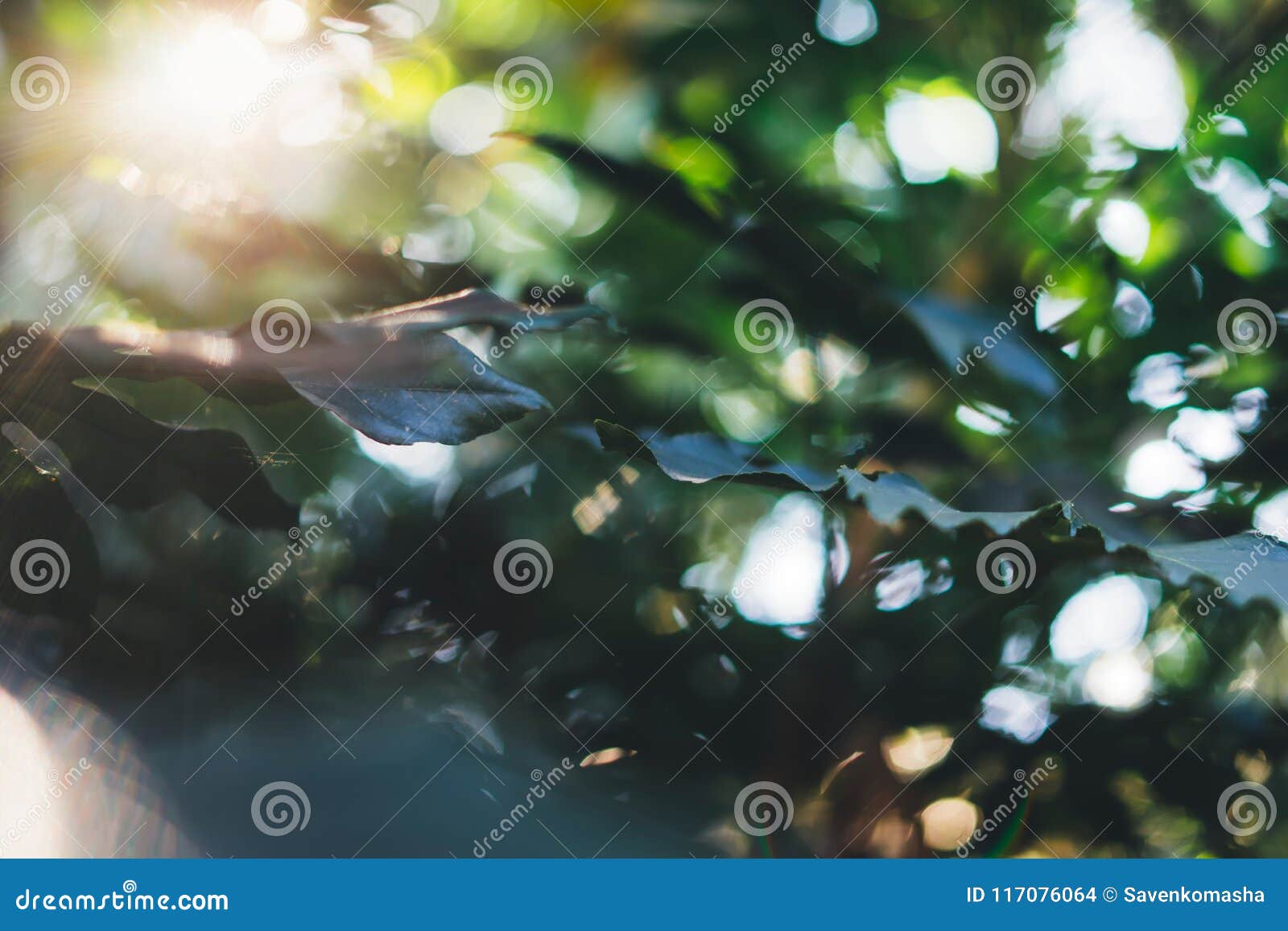 Fresh Healthy Bio Background Blur Natural with Abstract Blurred Foliage ...