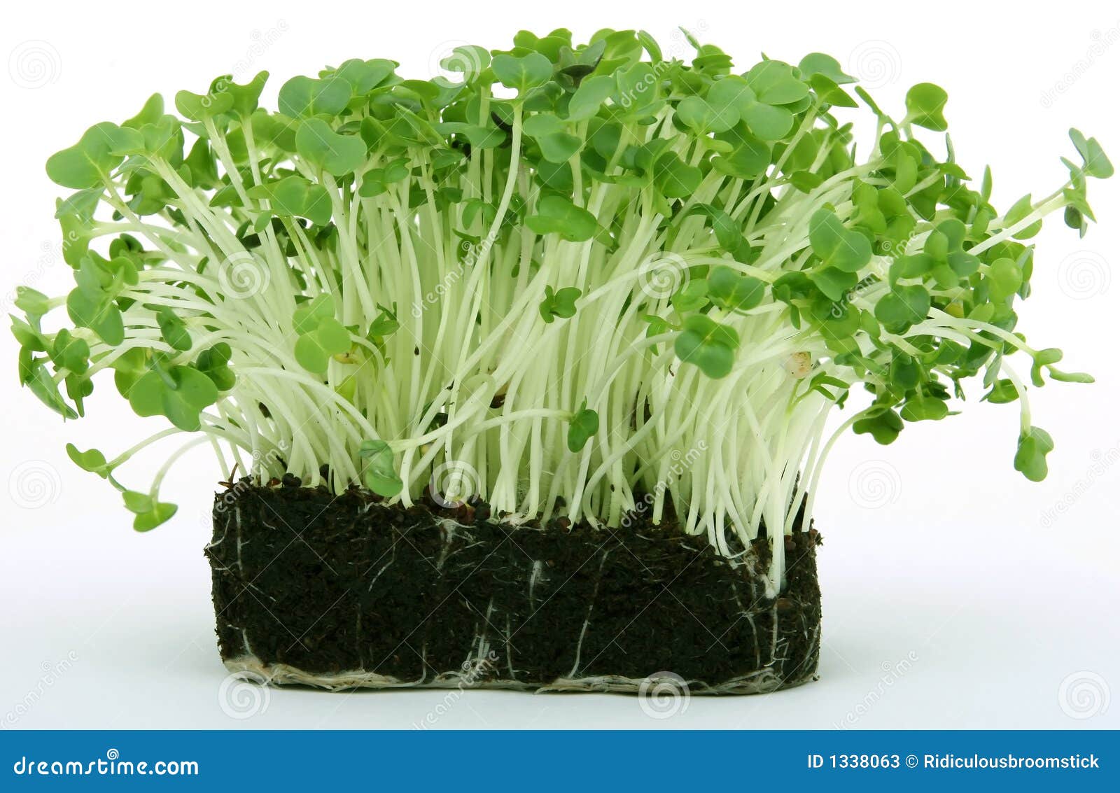 Fresh Healthy Green Cress Stock Image Image Of Food Healthy 1338063 fresh-healthy-green-cress-stock-image-image-of-food-healthy-1338063