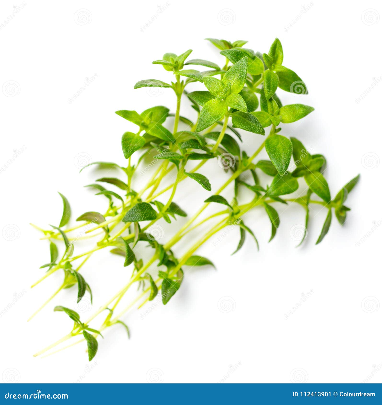 Fresh Herb, Fresh Thyme Isolated On White, Top View Stock Image - Image ...