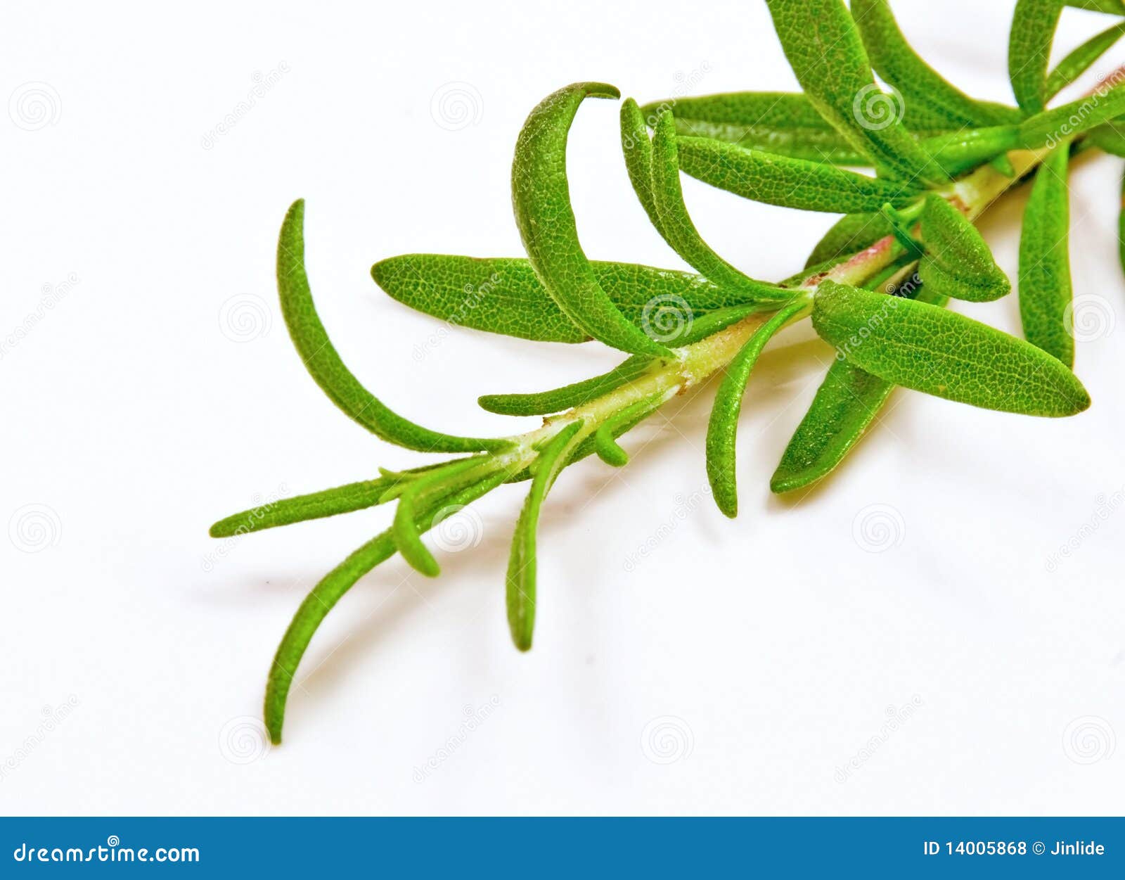 Fresh herb Rosemary stock photo. Image of rosemary, cooking 14005868