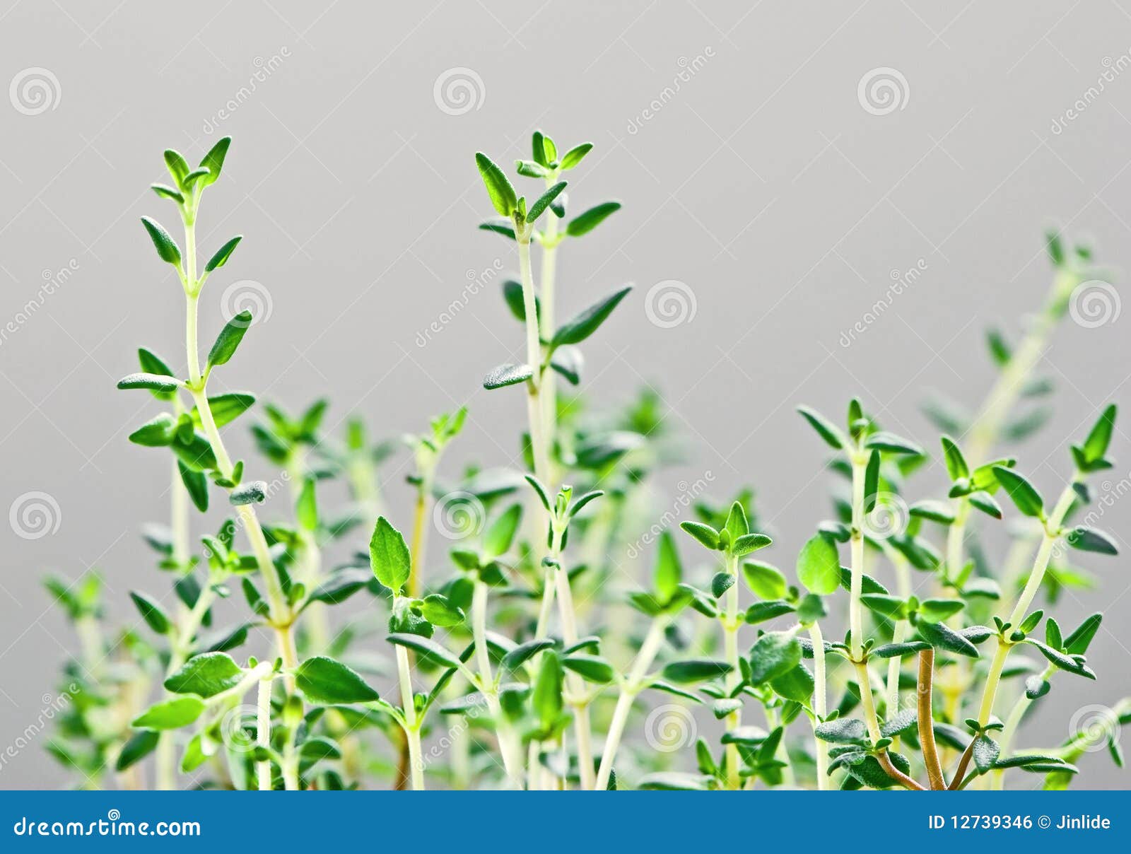 Fresh herb Thyme stock photo. Image of stem, closeup 12739346