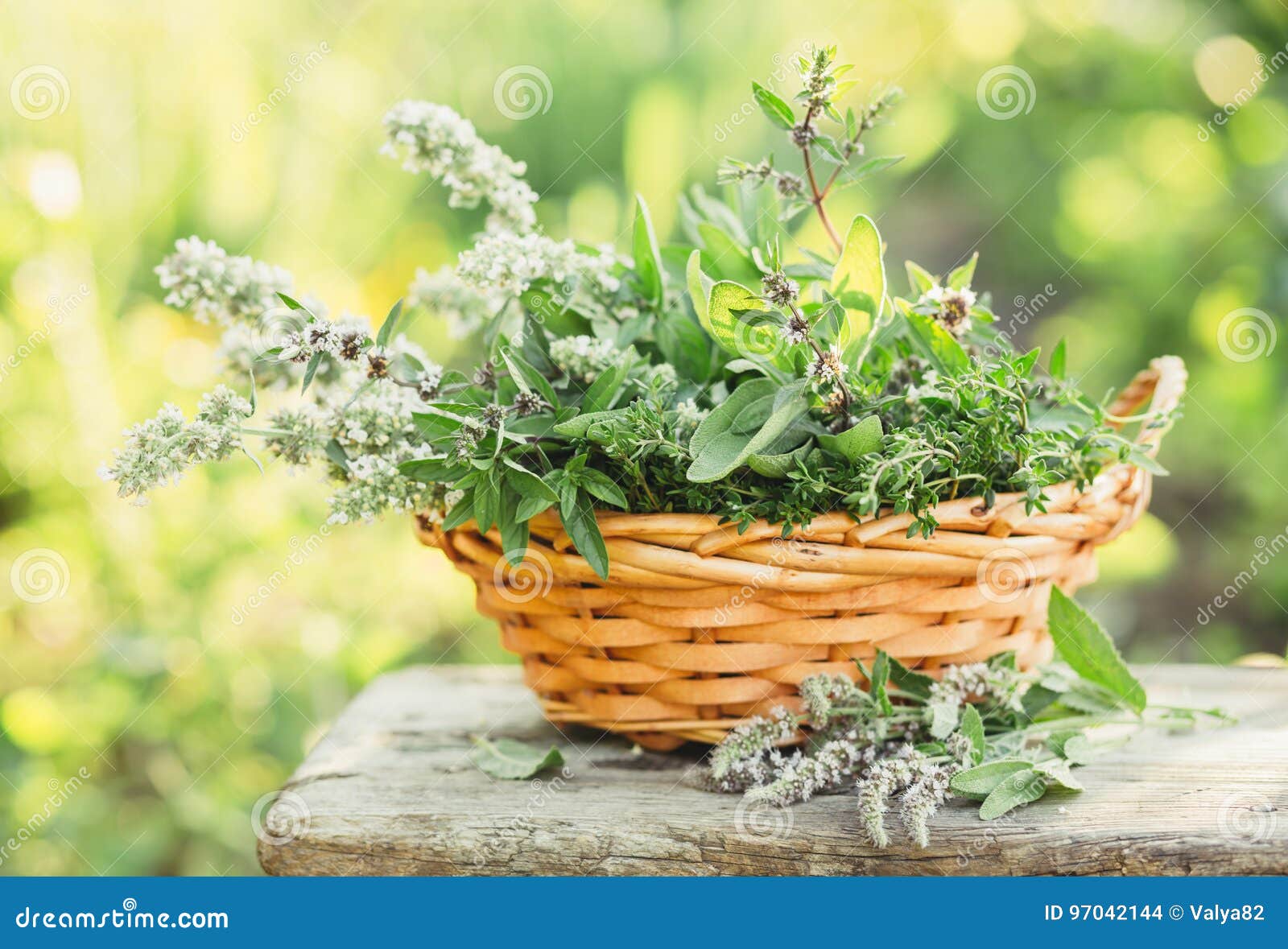 Fresh Herbs in a Basket Outdoors Stock Photo Image of culinary, food