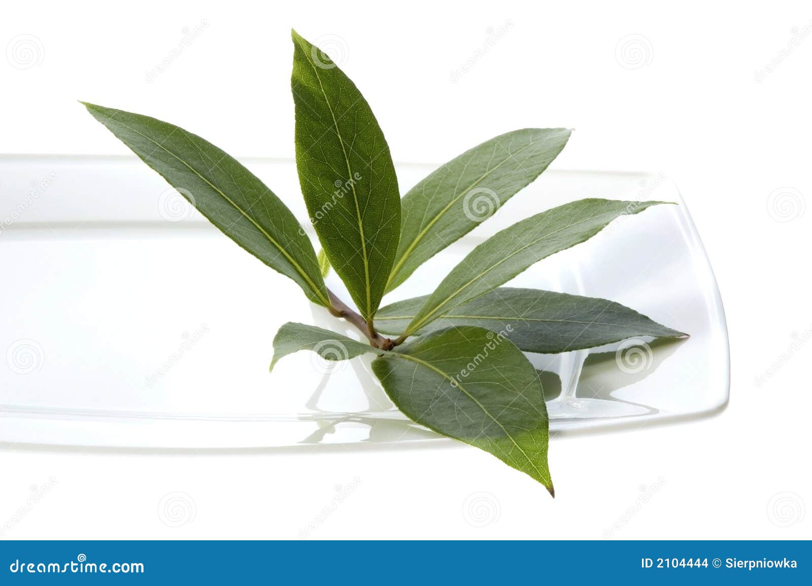 Fresh herbs. bay leaves stock photo. Image of cook, oregano 2104444