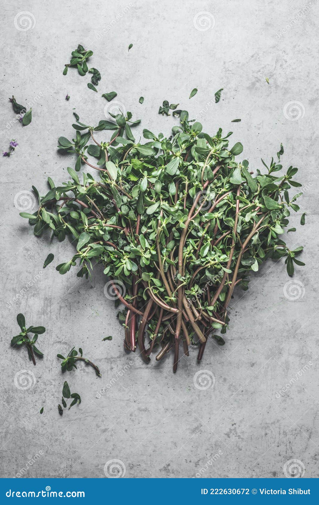 Fresh Herbs Bunch on Gray Concrete Background. Top View Stock Photo