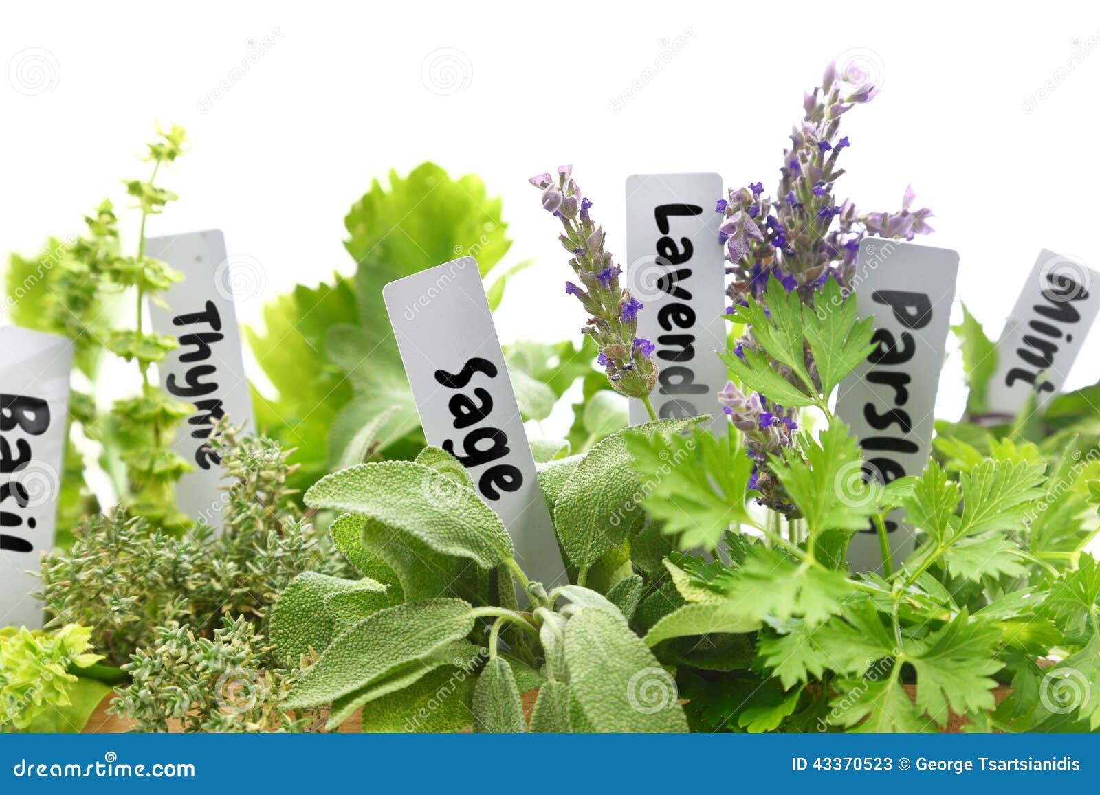 fresh herbs