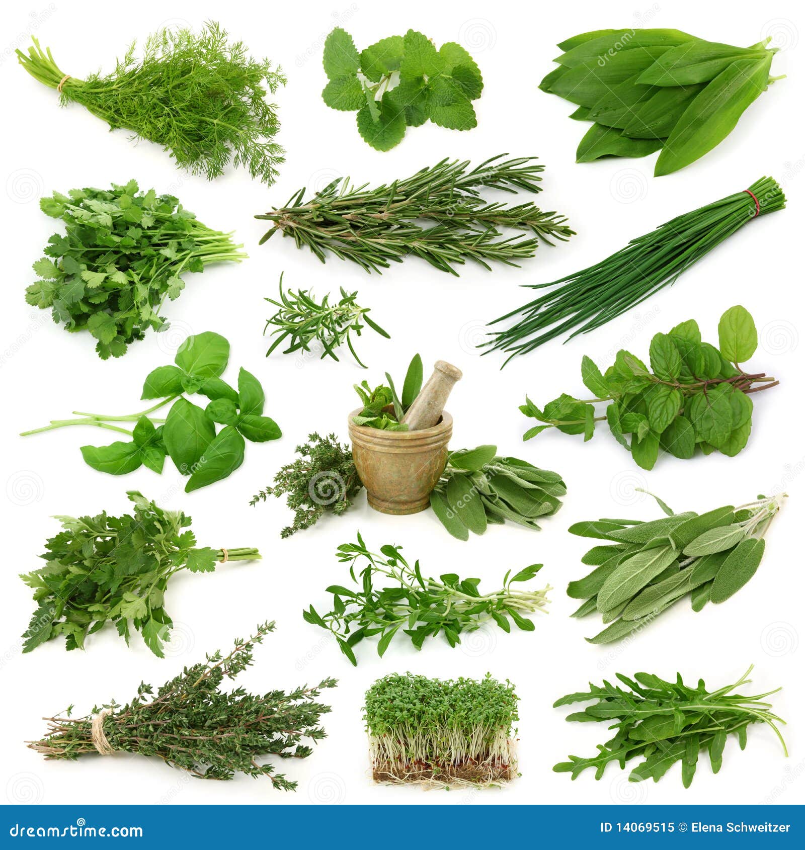 fresh herbs collection