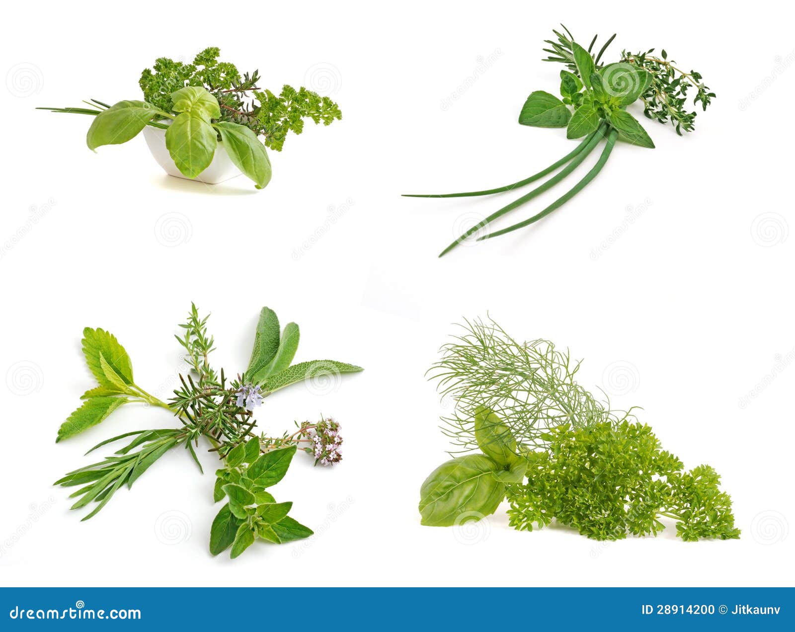 Fresh herbs colletion stock photo. Image of collection 28914200