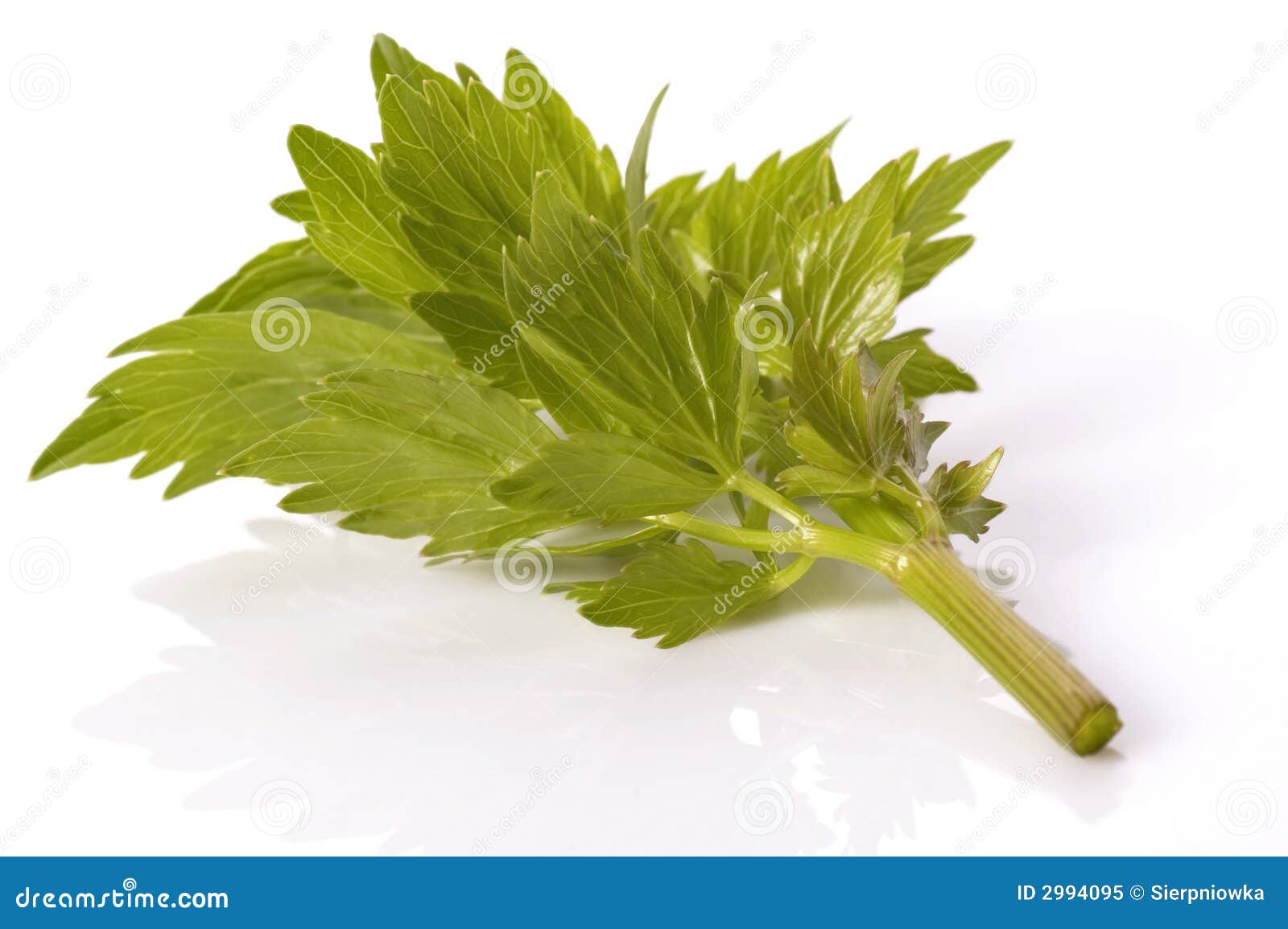 Fresh herbs. lovage stock image. Image of macro, culinary 2994095