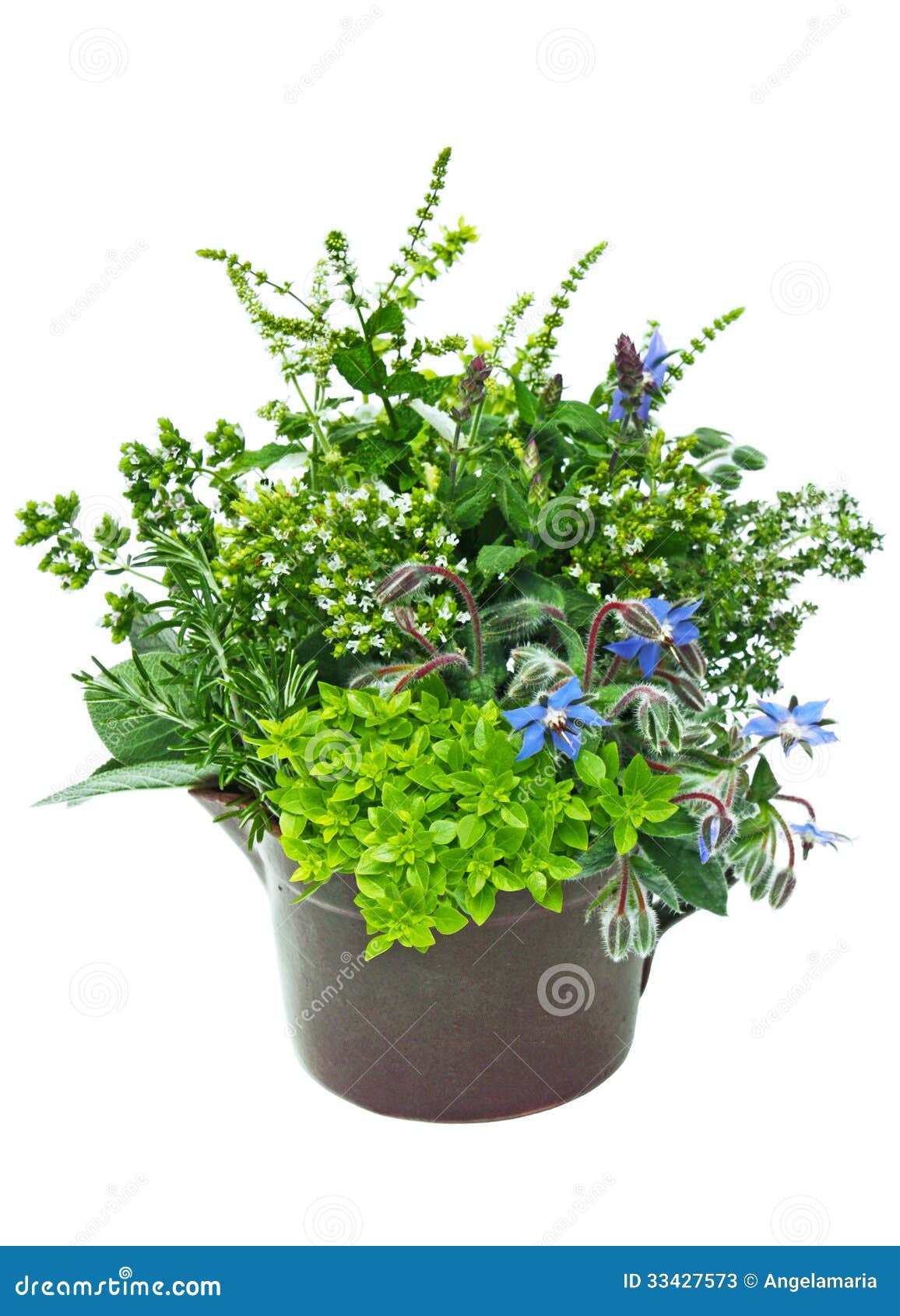 Fresh herbs in plant pot stock image. Image of details 33427573