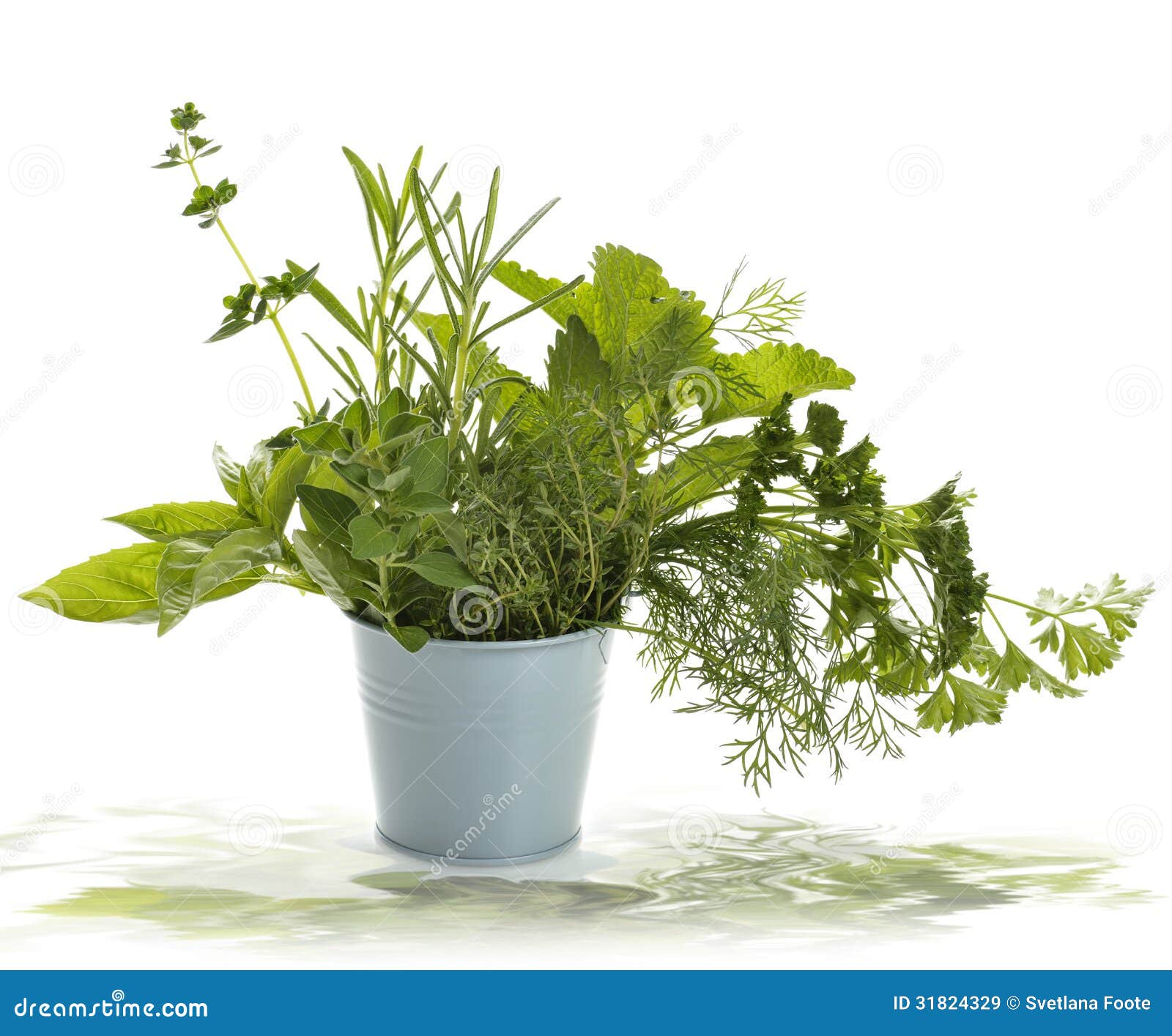 Fresh Herbs stock image. Image of food, rosemary, closeup 31824329