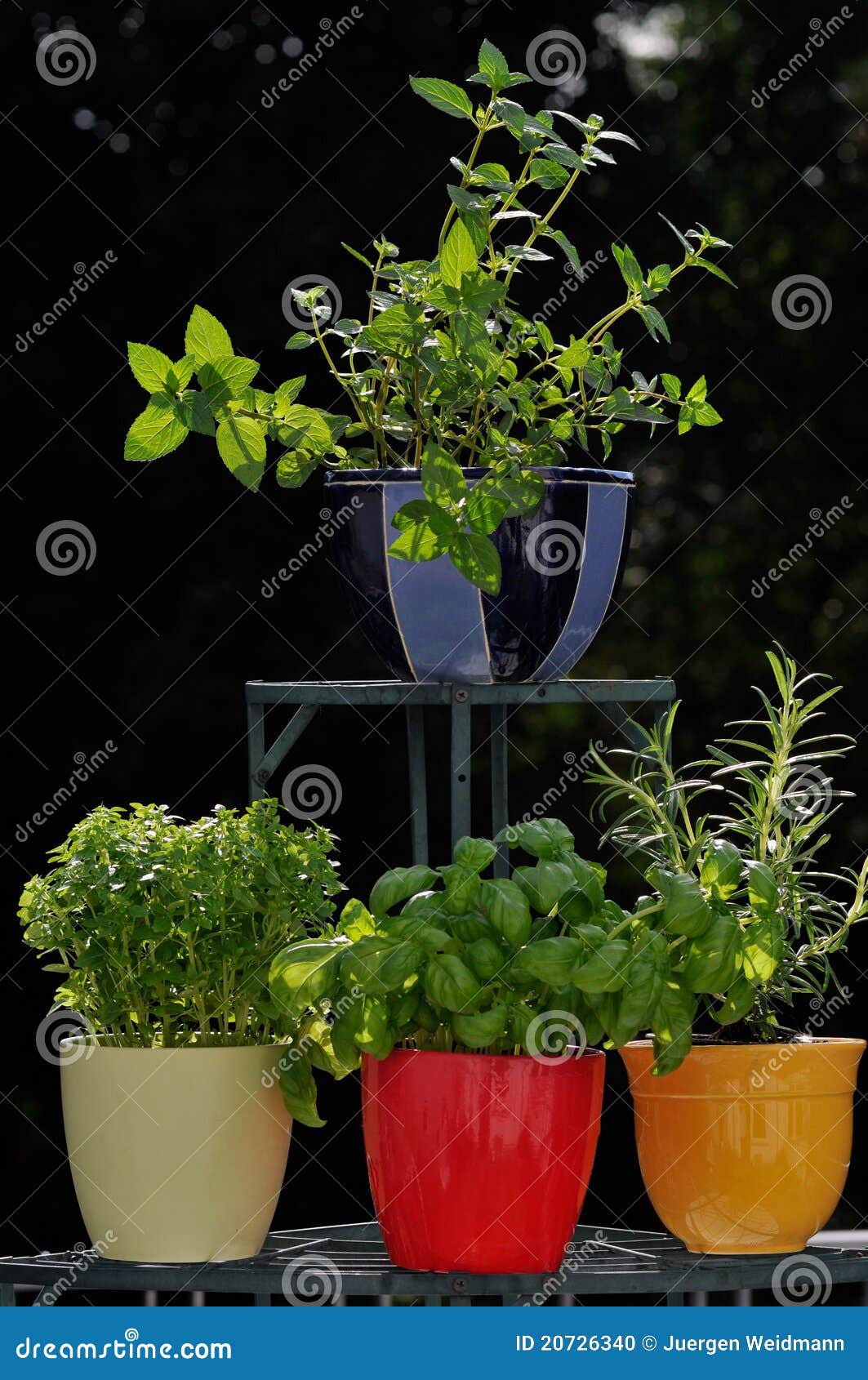 Fresh herbs in pots stock photo. Image of mint, houseplant 20726340