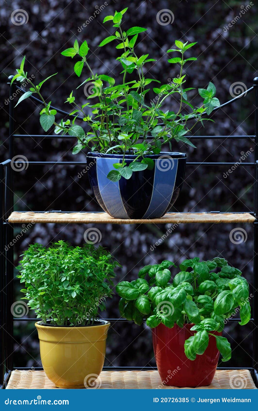 Fresh herbs in pots stock image. Image of basilic, mediterranean 20726385