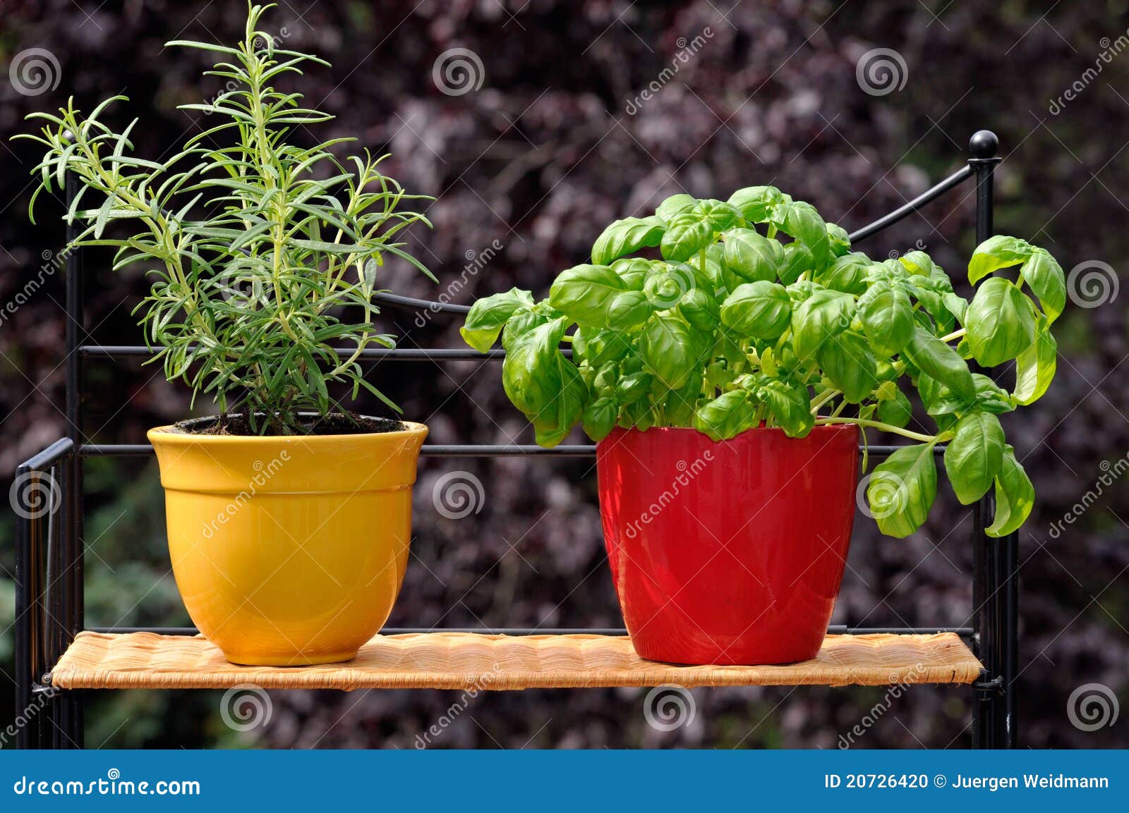 Fresh herbs in pots stock photo. Image of healthy, fresh 20726420