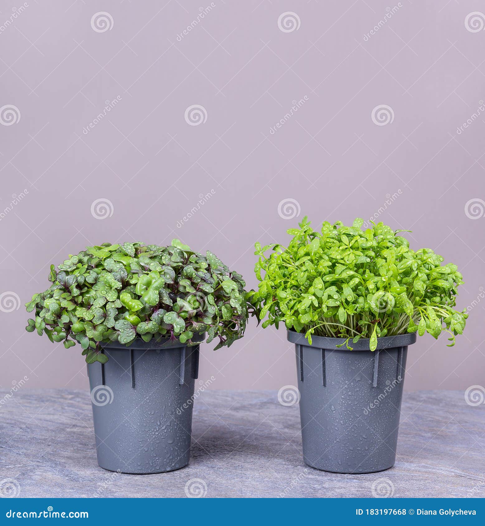 Fresh Herbs in Pots. Pots with Micro Cabbage and Watercress Stock Photo Image of healthy
