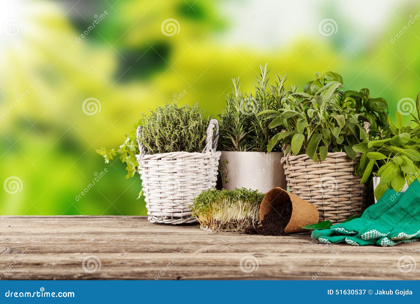 Fresh herbs in pots stock image. Image of garden, mint 51630537