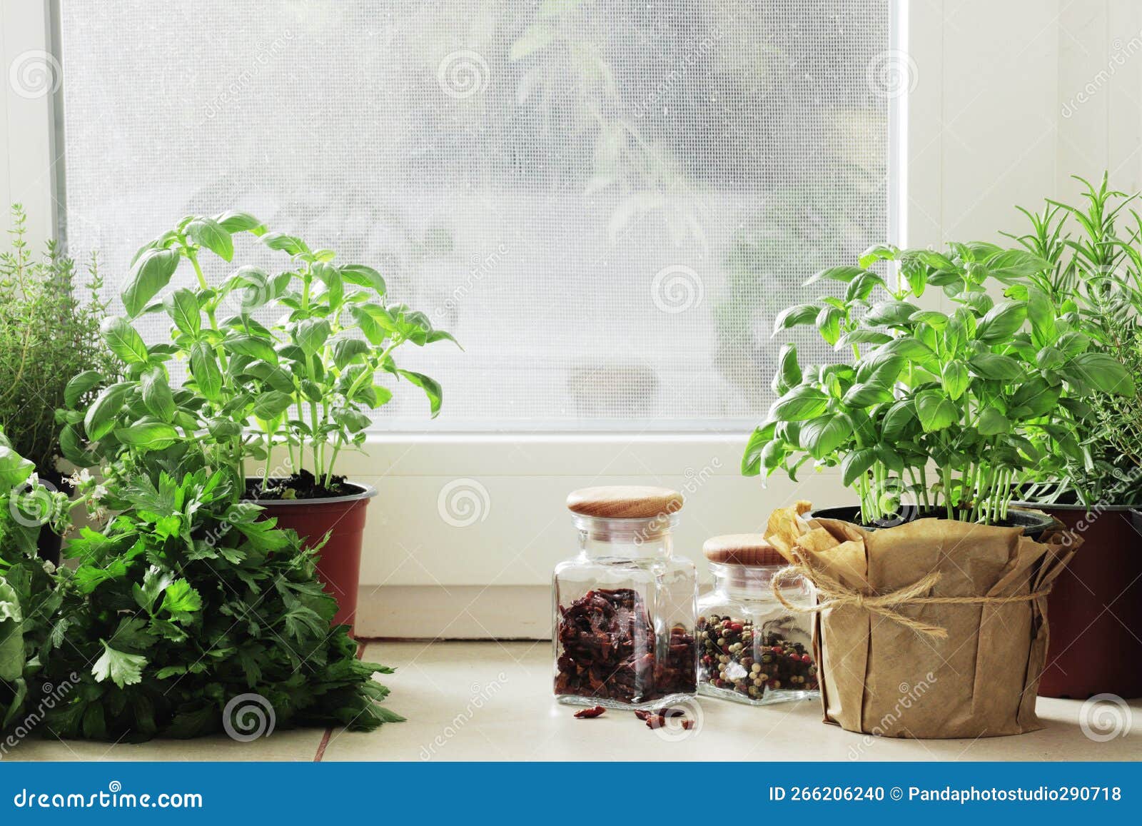 Fresh herbs in pots stock photo. Image of branch, thyme 266206240