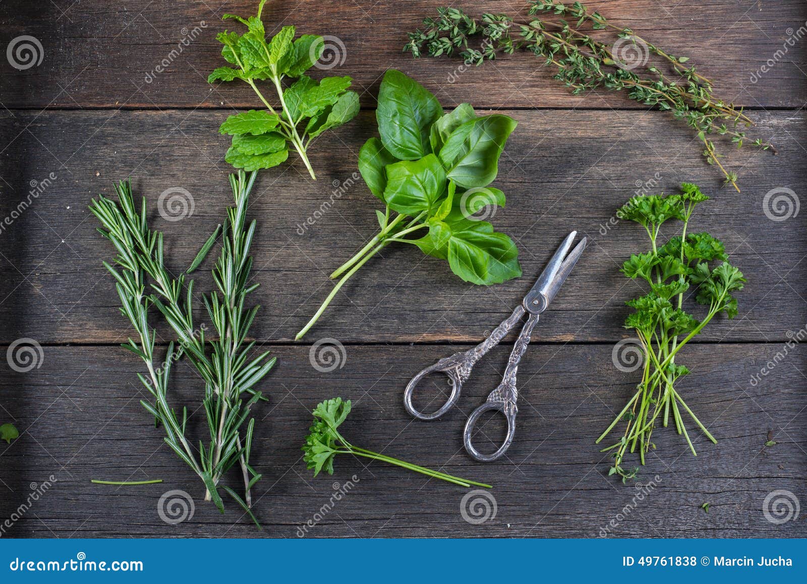 Fresh Herbs Preparation for Drying Stock Photo Image of cooking