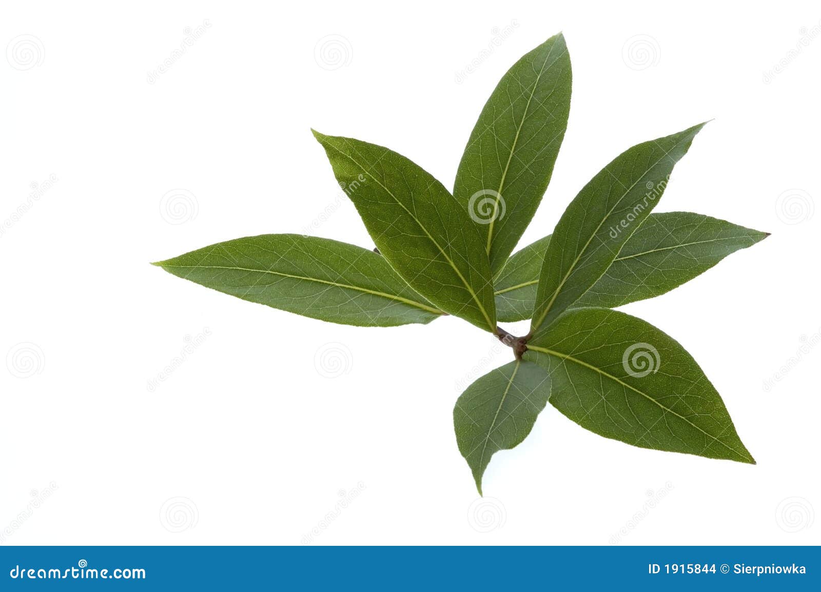 Fresh Herbs and Spices. Bay Leaf Stock Photo Image of food, grecian