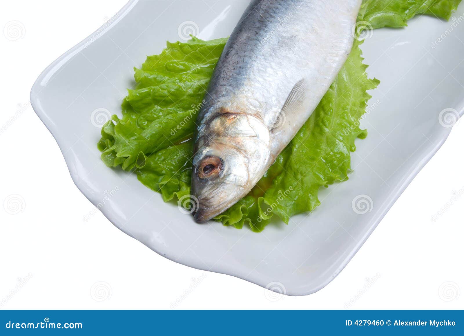 Fresh herring stock photo. Image of marine, snapper, seafood 4279460
