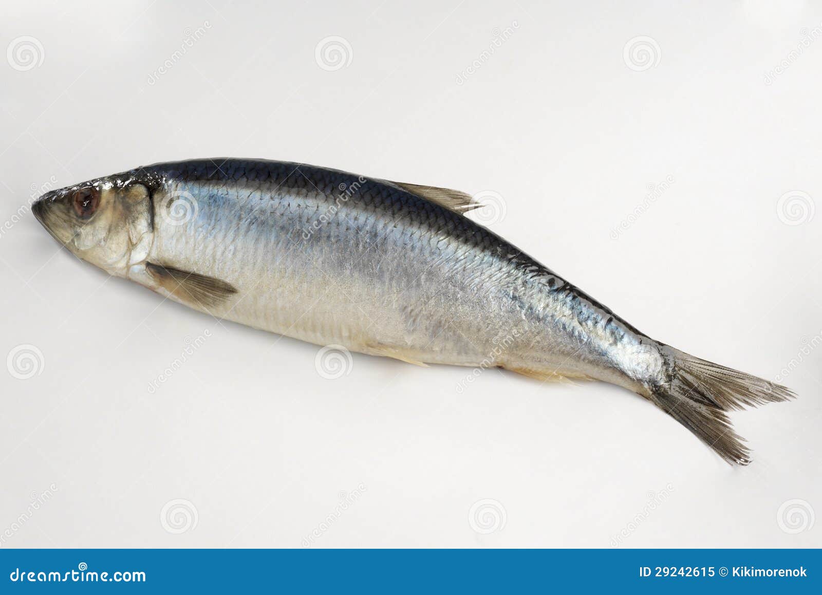 Fresh herring fish stock image. Image of herring, gill 29242615