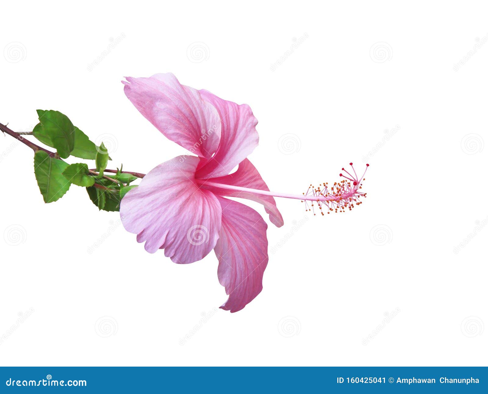 fresh  hibiscus rosa sinensis flowers pink color petal blooming with long pollen patterns and green stem leaves  on white