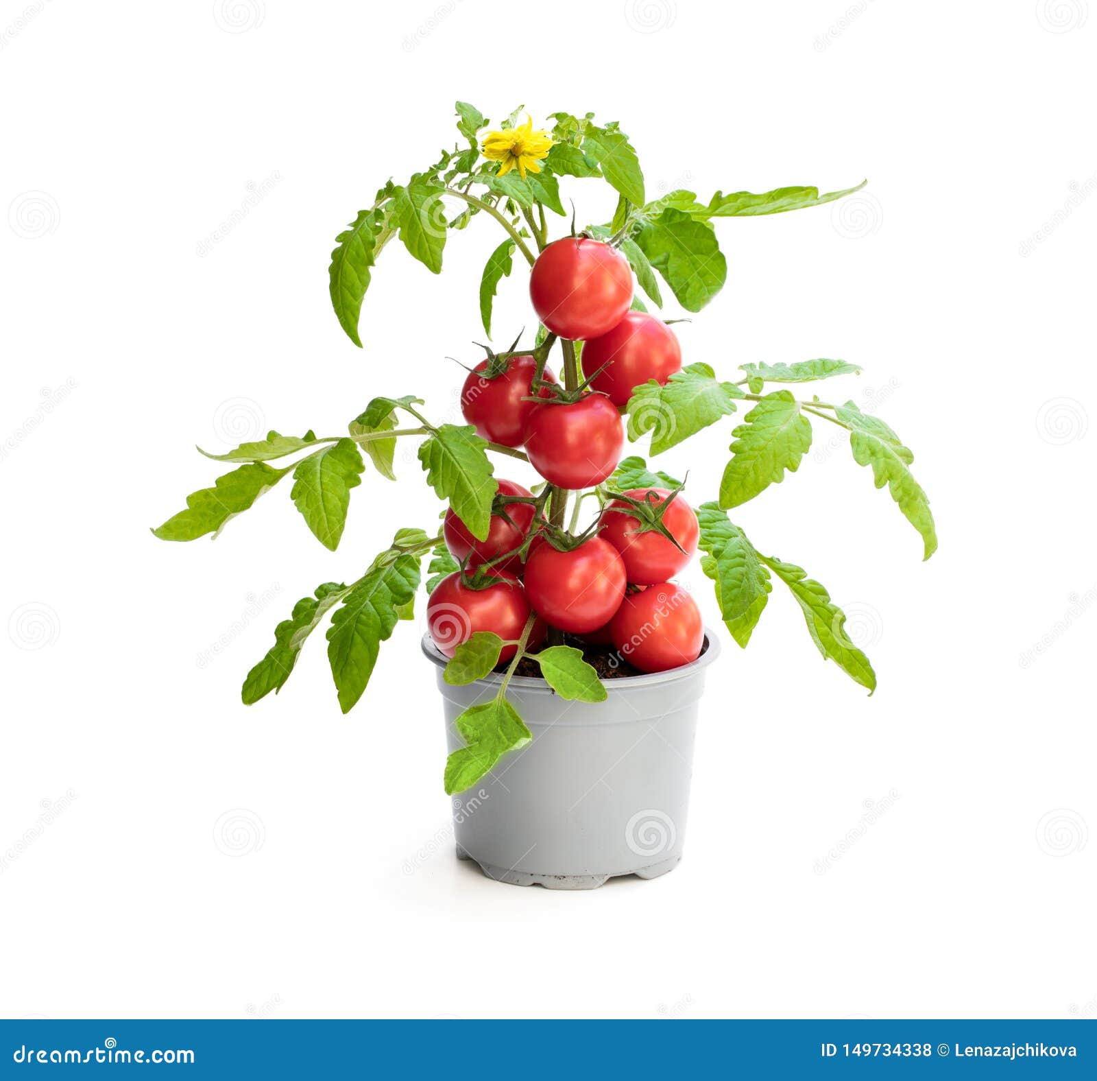 Tomato Stock Photos Free & Royalty-Free Stock Photos from