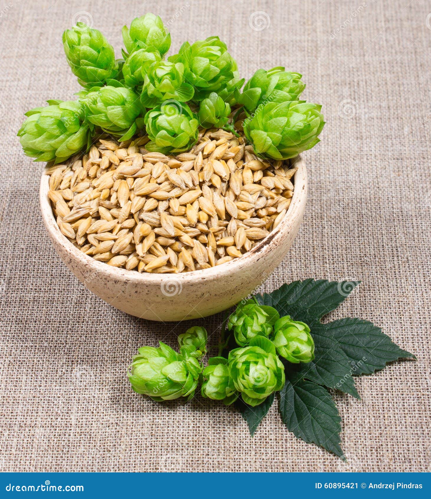 Fresh Hops and Barley Grain Closeup Stock Image Image of flower