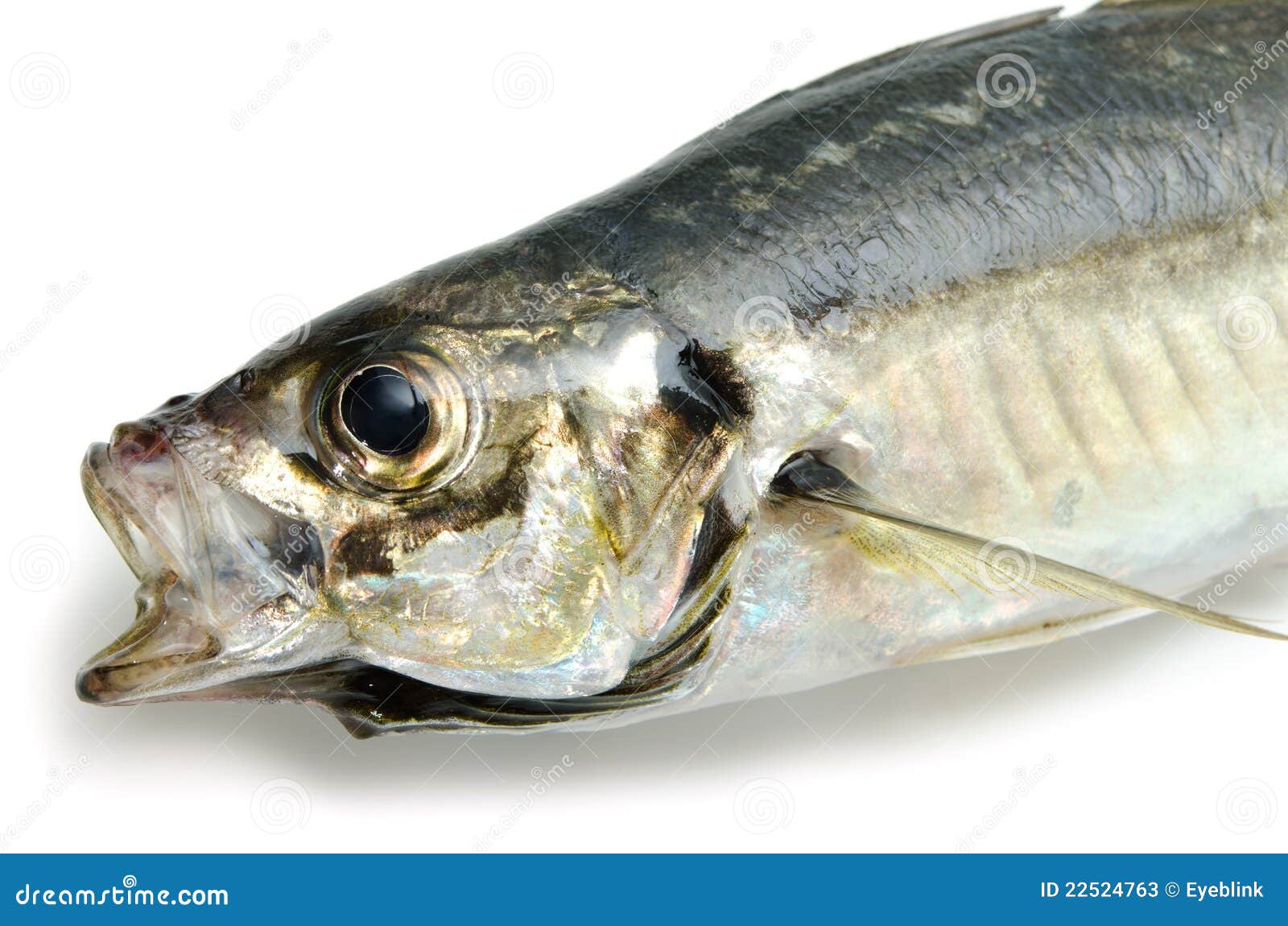 Fresh horse mackerel stock image. Image of fishing, jack 22524763