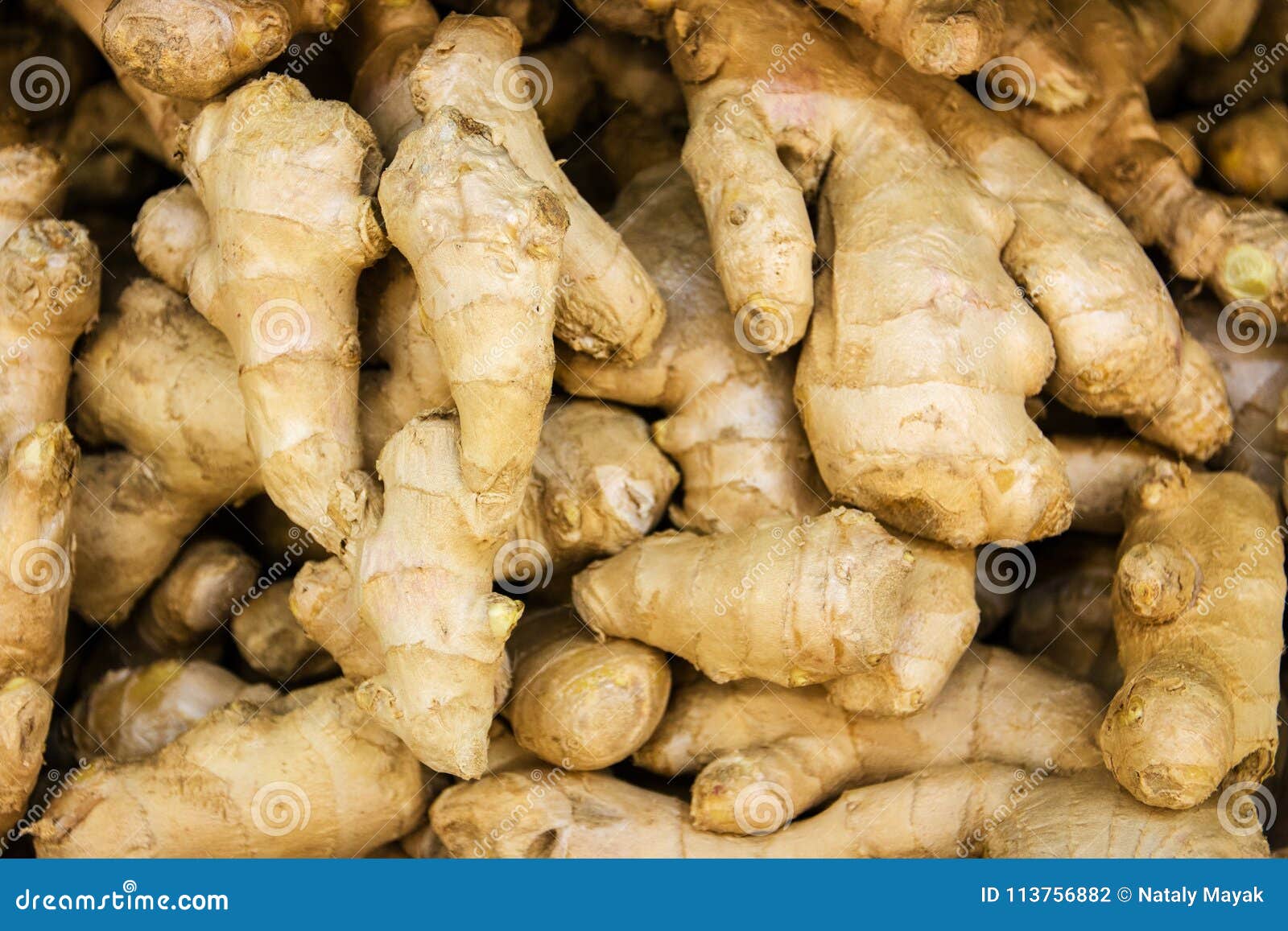 Fresh Horseradish Root in the Store Stock Photo Image of ingredient