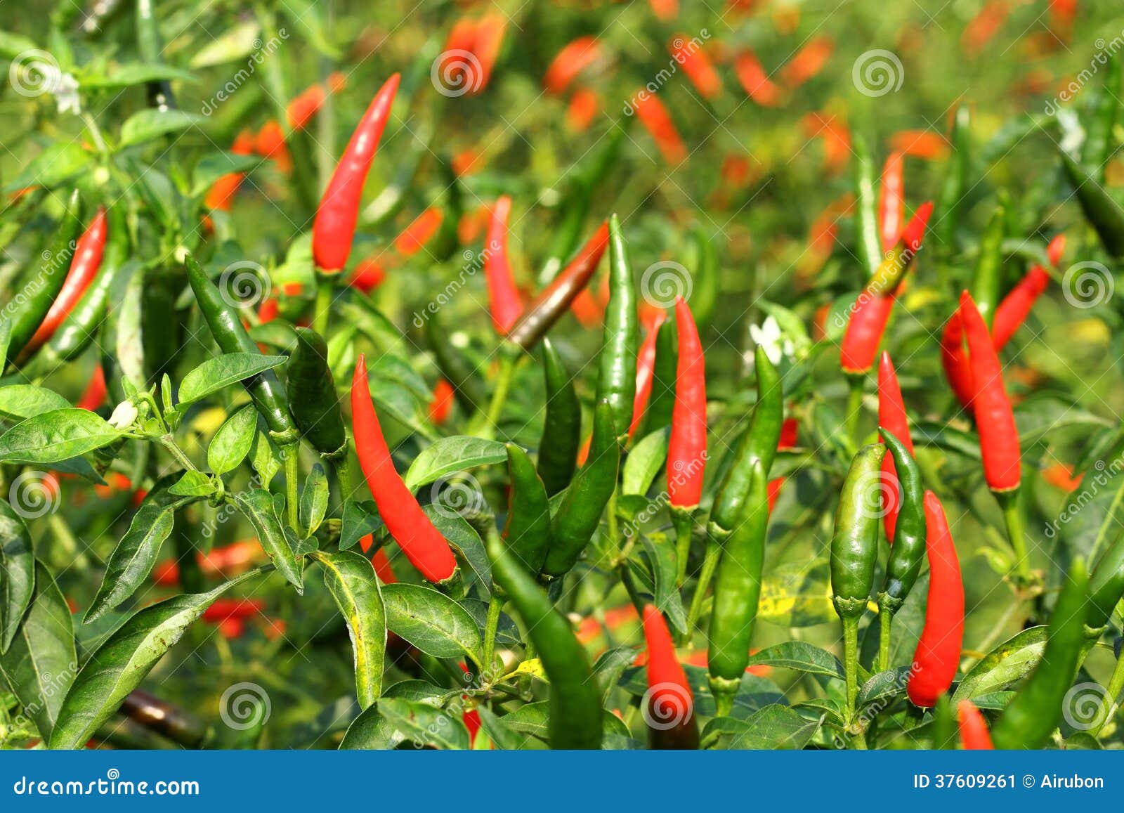 Fresh hot chili pepper stock image. Image of chili, detail 37609261