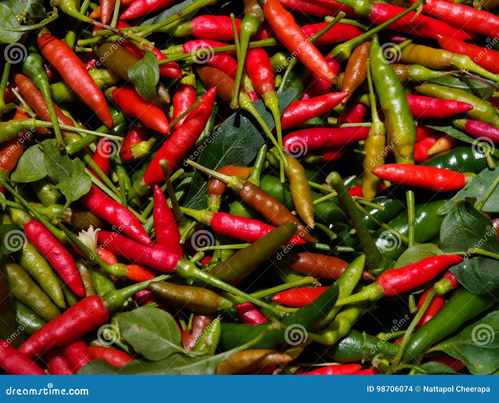 Fresh and Hot Chili Peppers Stock Photo Image of pepper, vegetable