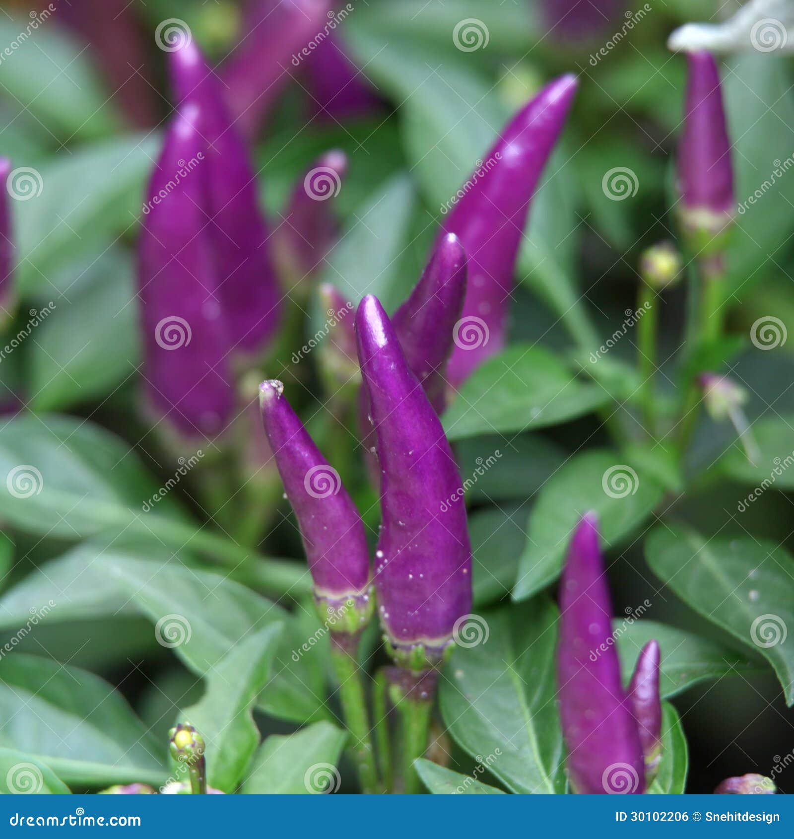 Purple peppers stock photo. Image of vegetable, ripe 30102206