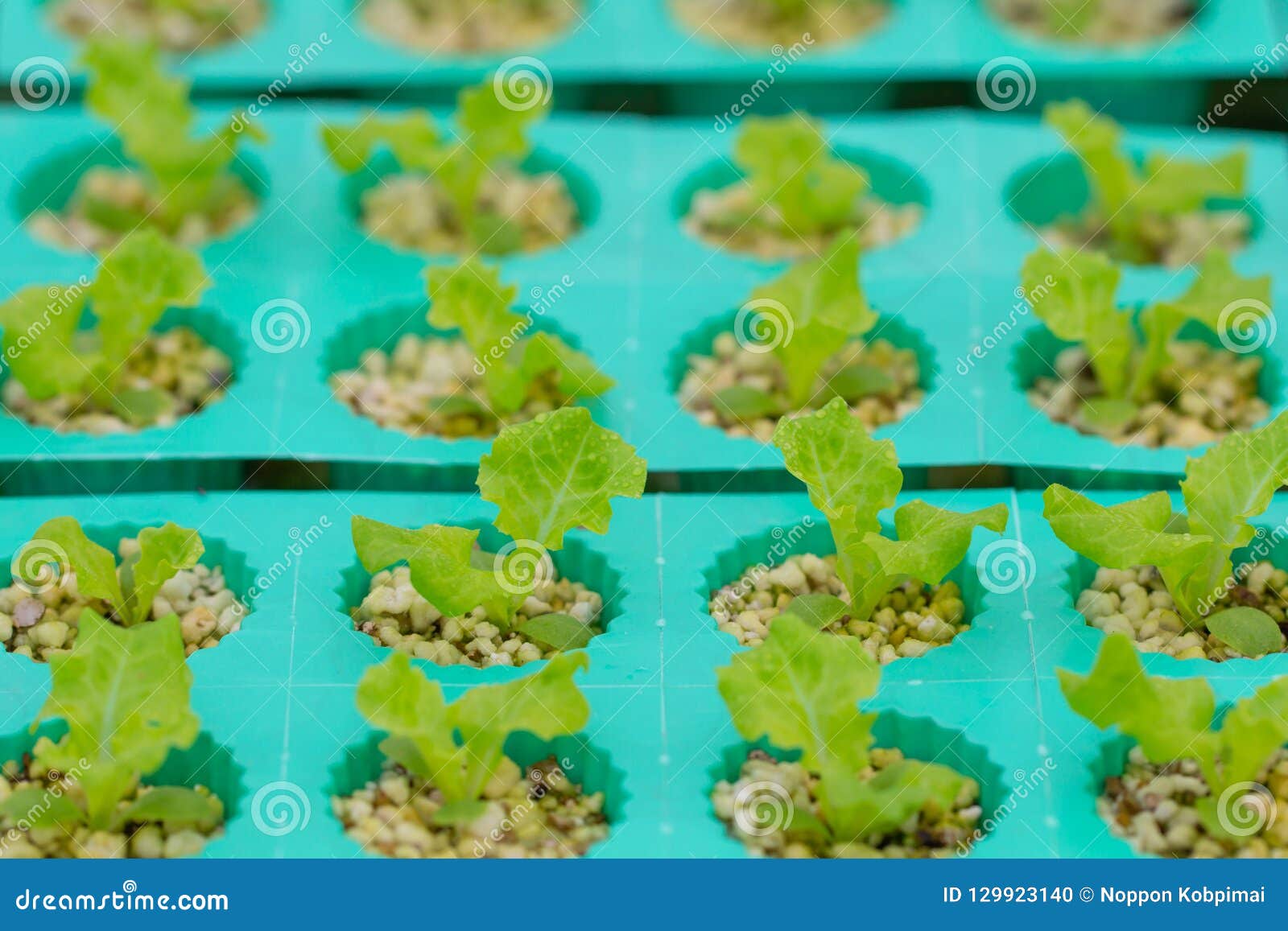 fresh hydroponic vegetable row in farm. agricultural plants organic vegetable salad in garden.