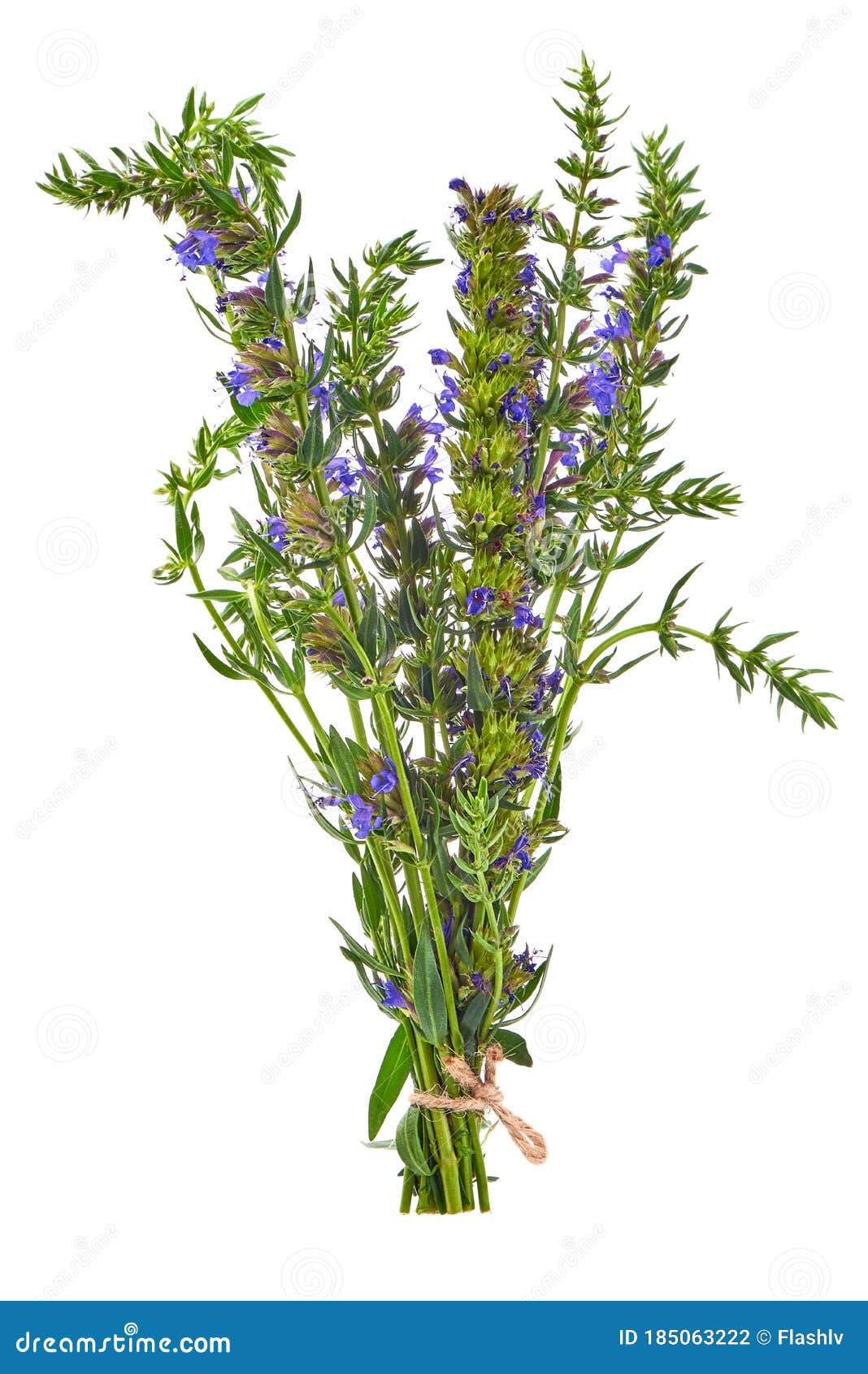 fresh hyssop herb with flowers,  on white background