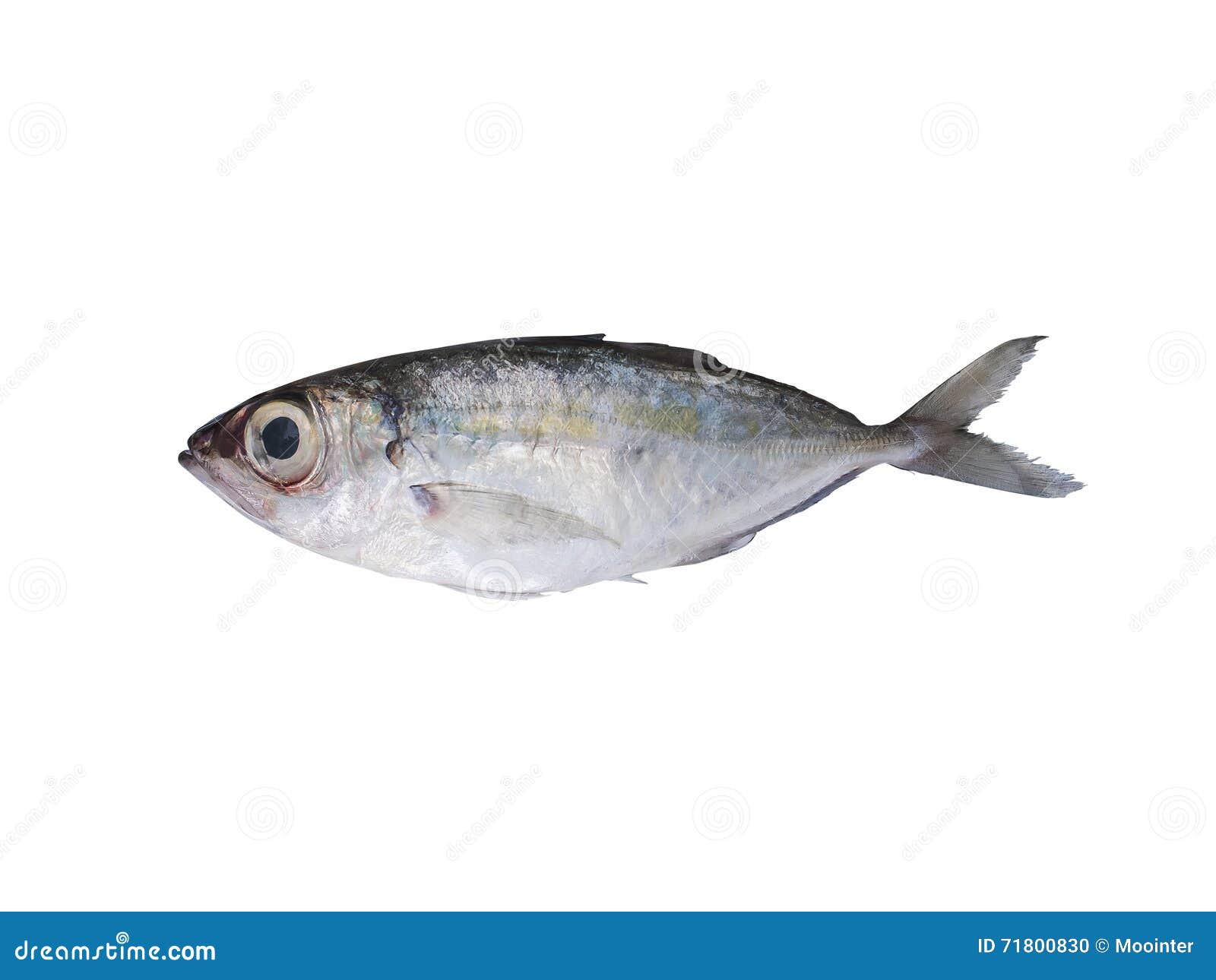 Fresh Indian mackerel. stock photo. Image of isolated 71800830