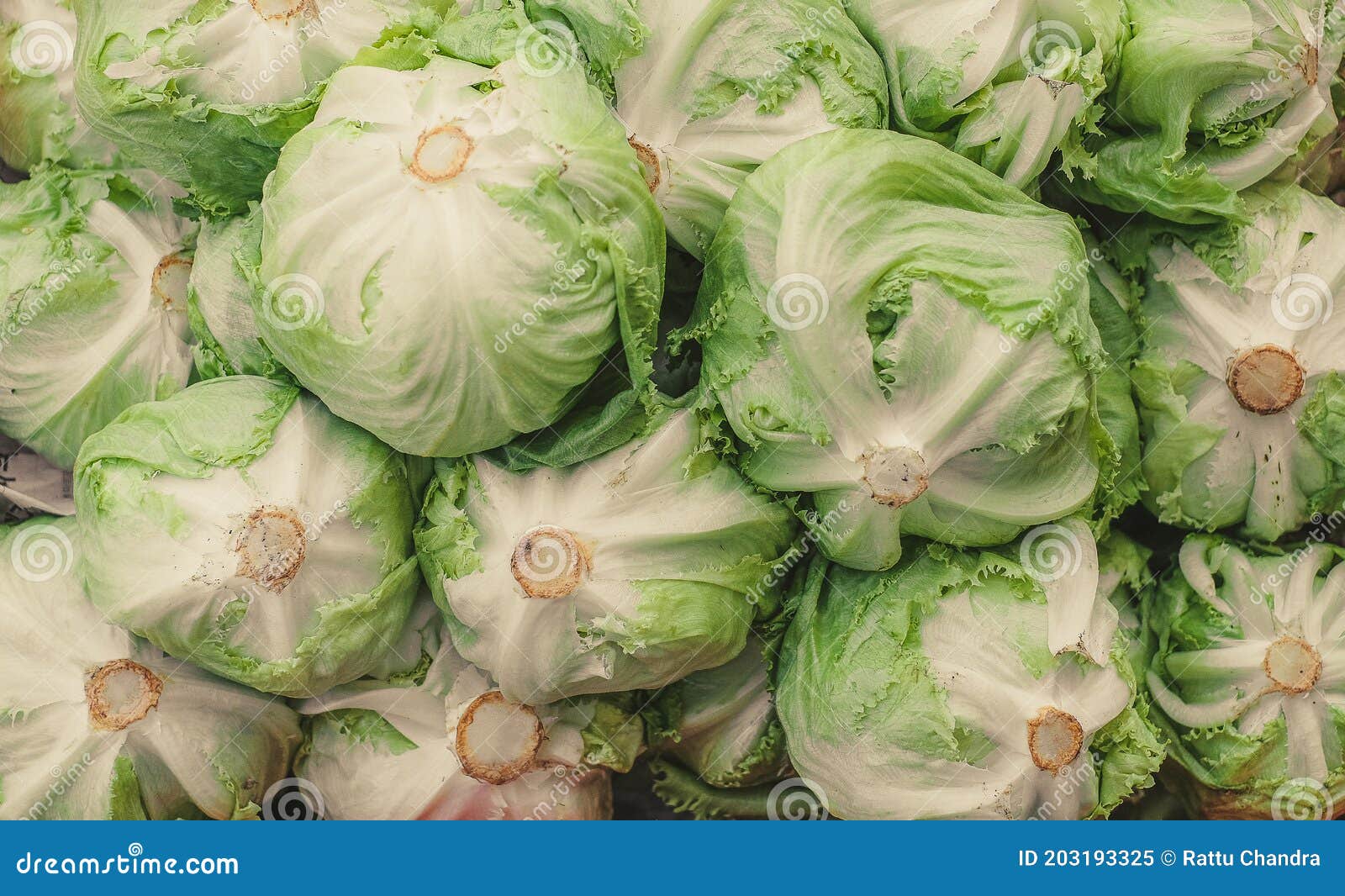 Lettuce head stock image. Image of lettuce, agriculture 203193325