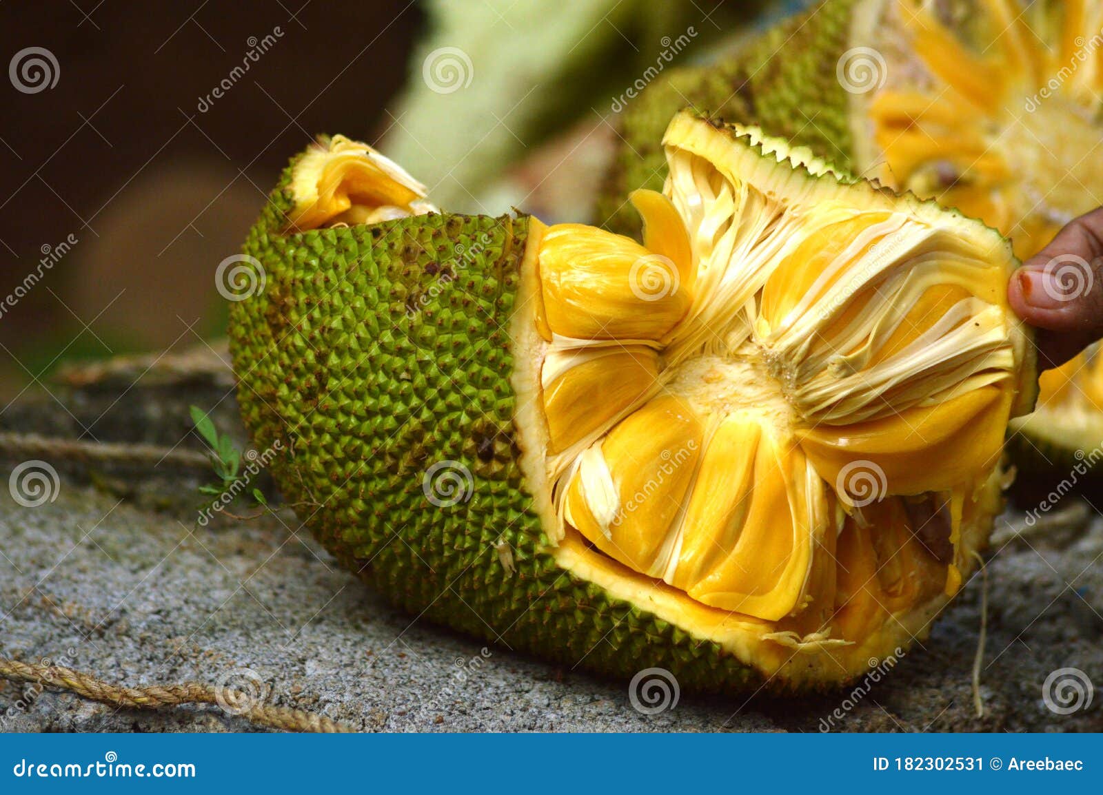Fresh jackfruit organic stock image. Image of citrus 182302531