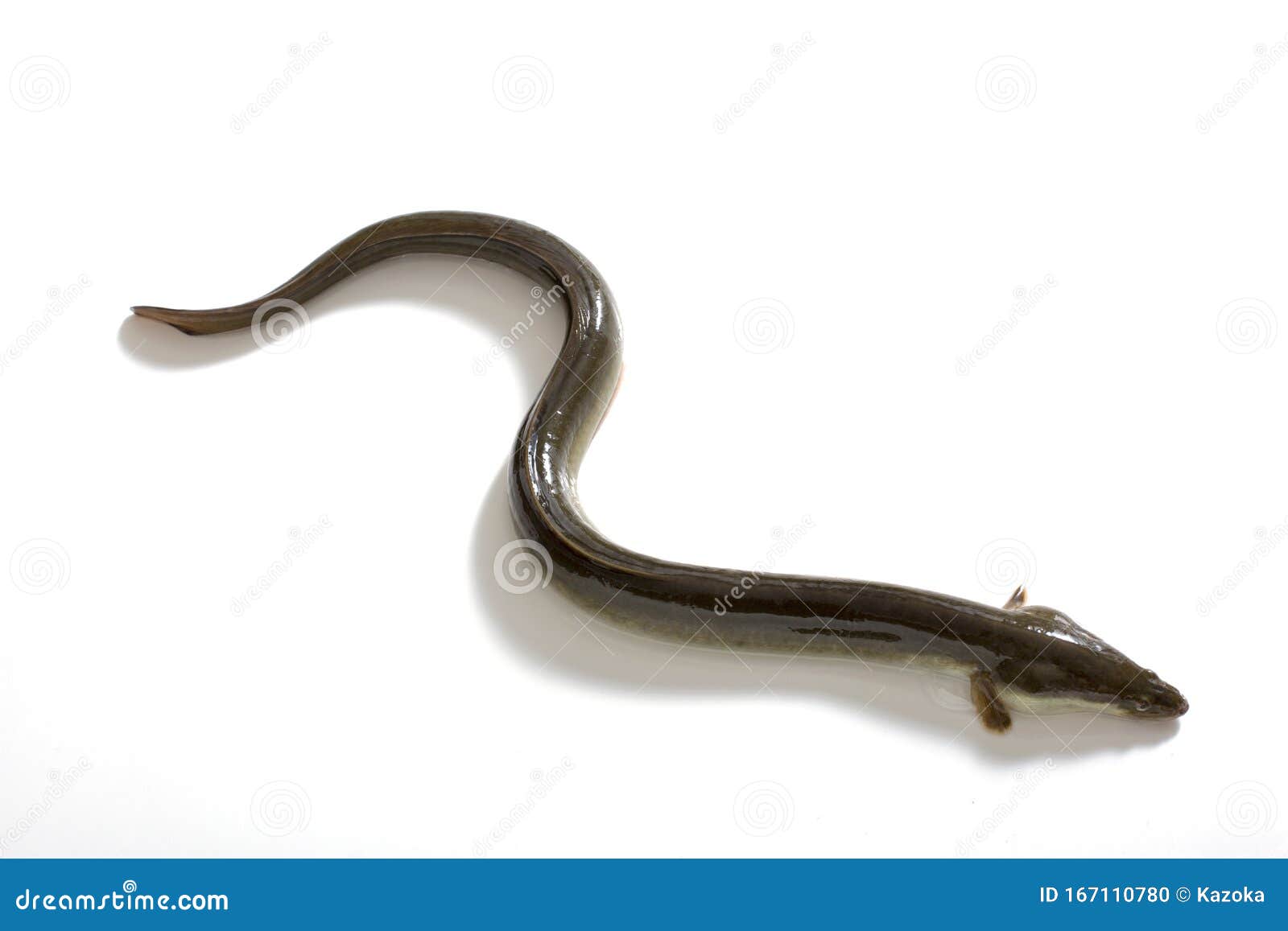 Fresh japanese eel stock photo. Image of japanese, back 167110780
