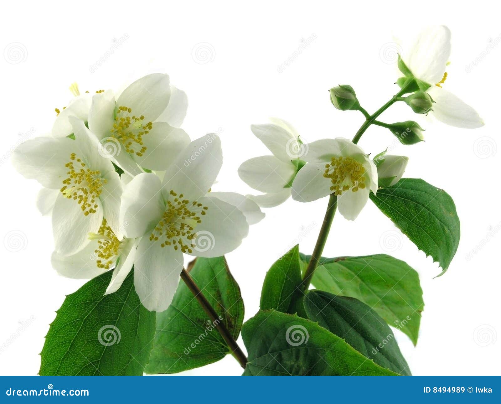 Fresh jasmine stock image. Image of spring, flower, jasmin 8494989