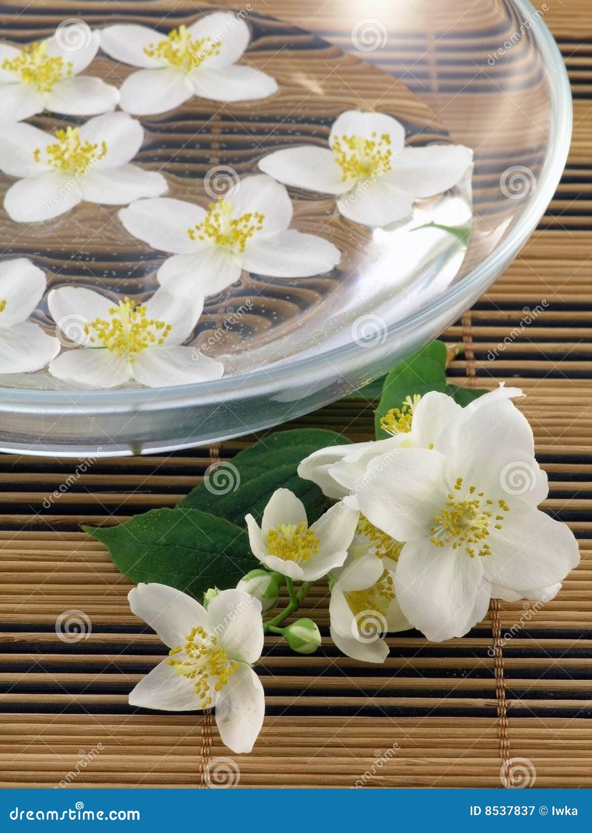 Fresh jasmine stock image. Image of spring, floral, plant 8537837