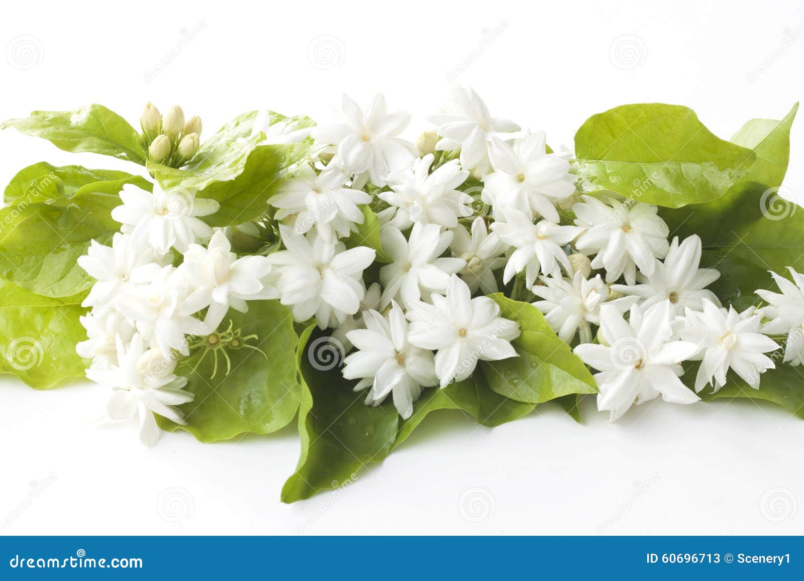 Fresh Jasmine stock image. Image of close, blossom, flower 60696713