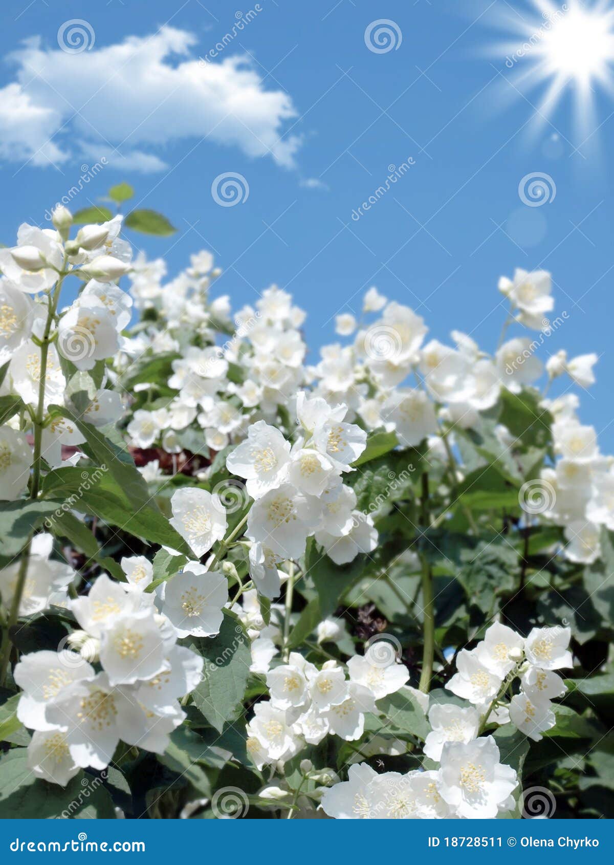 Fresh Jasmine. Weather Sunny Spring Day Stock Image Image of season