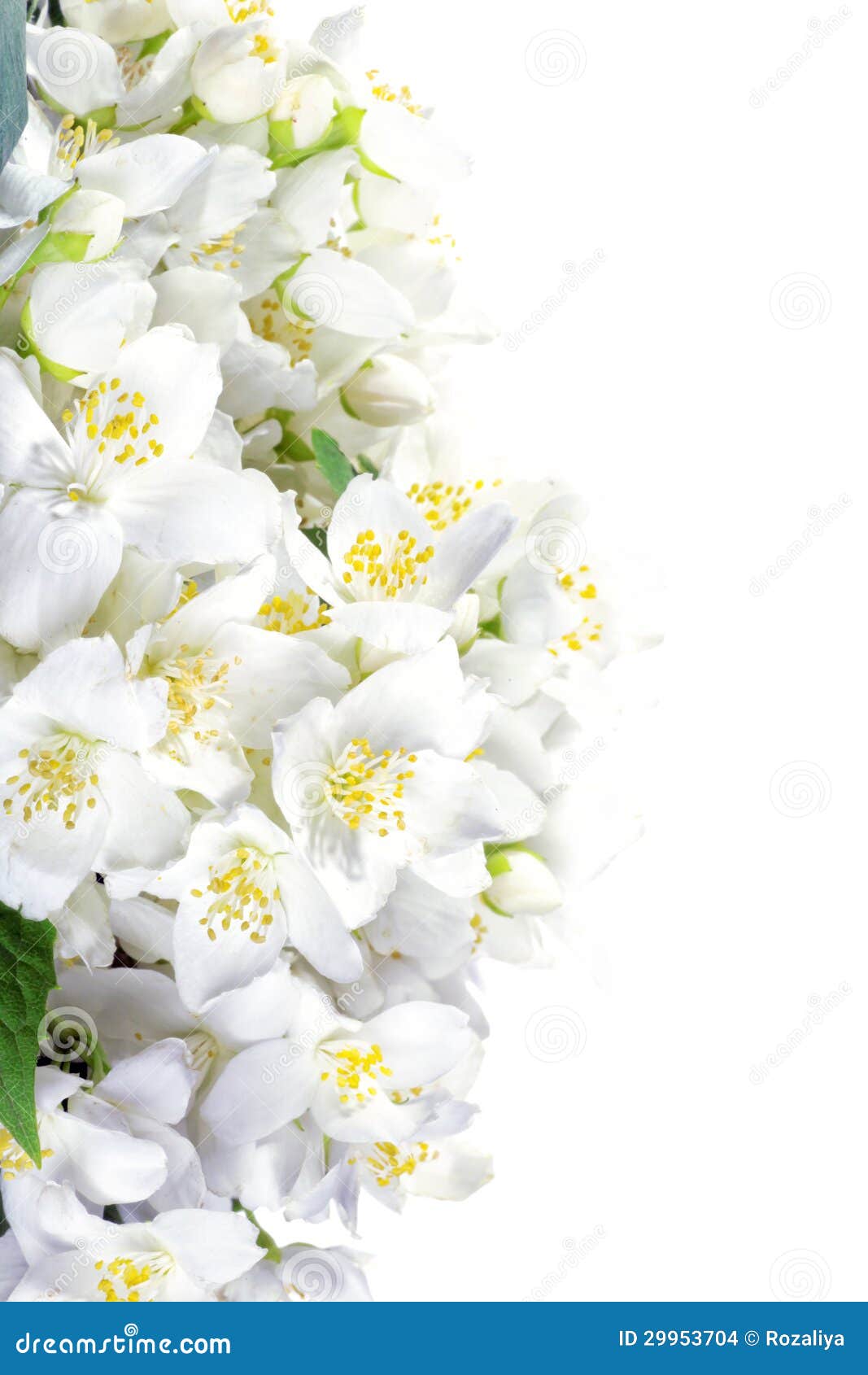 Fresh Jasmine. Summer Flower Stock Photo Image of softness