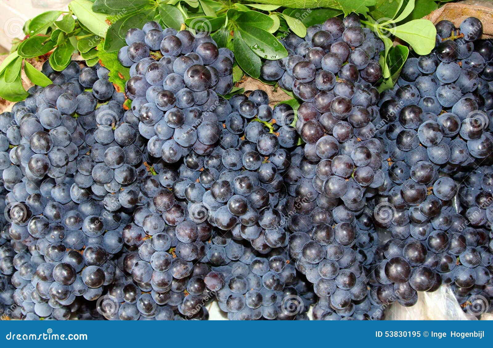 fresh juicy bunches of blue grapes in the vineyard