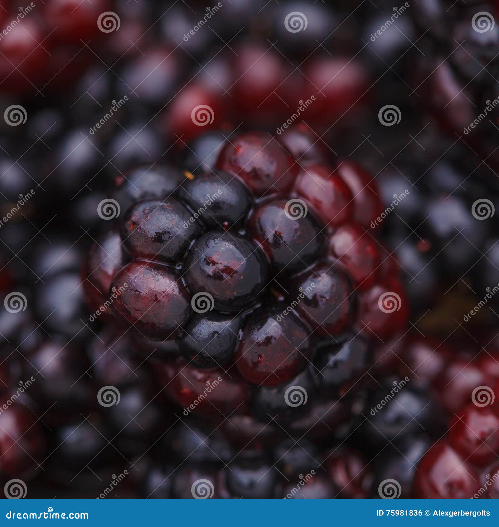 A Fresh Juicy Ripe Dewberry Closeup Stock Photo Image of natural, bramble 75981836