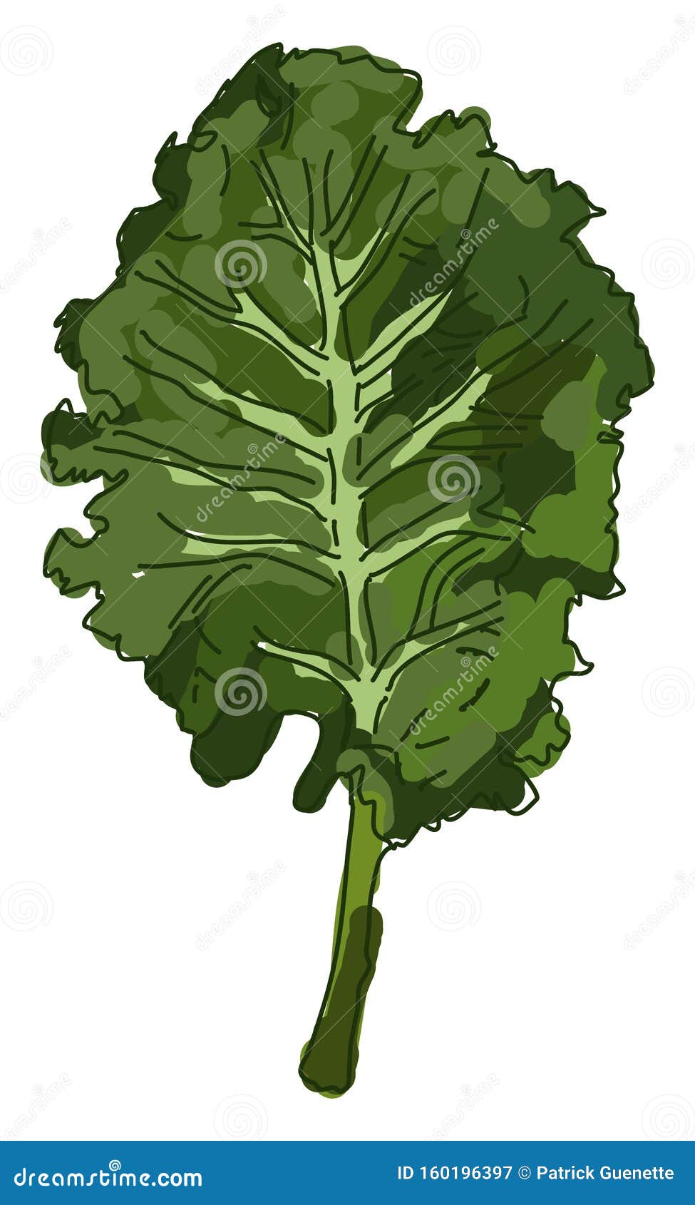 Fresh Kale, Illustration, Vector Stock Vector Illustration of meal